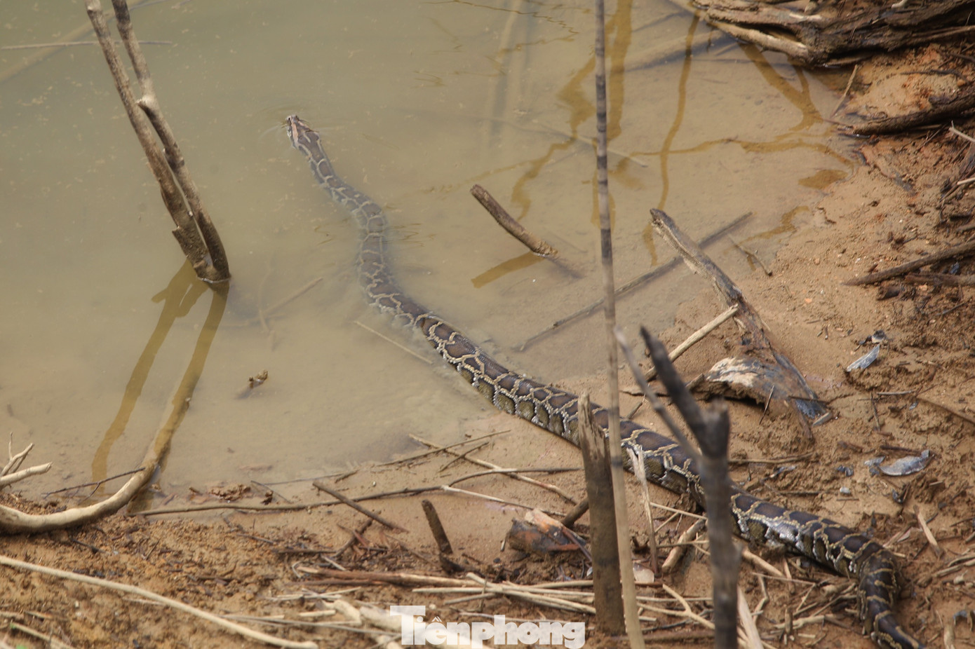 Cá thể trăn sớm làm quen với môi trường tự nhiên sau khi được tái thả.