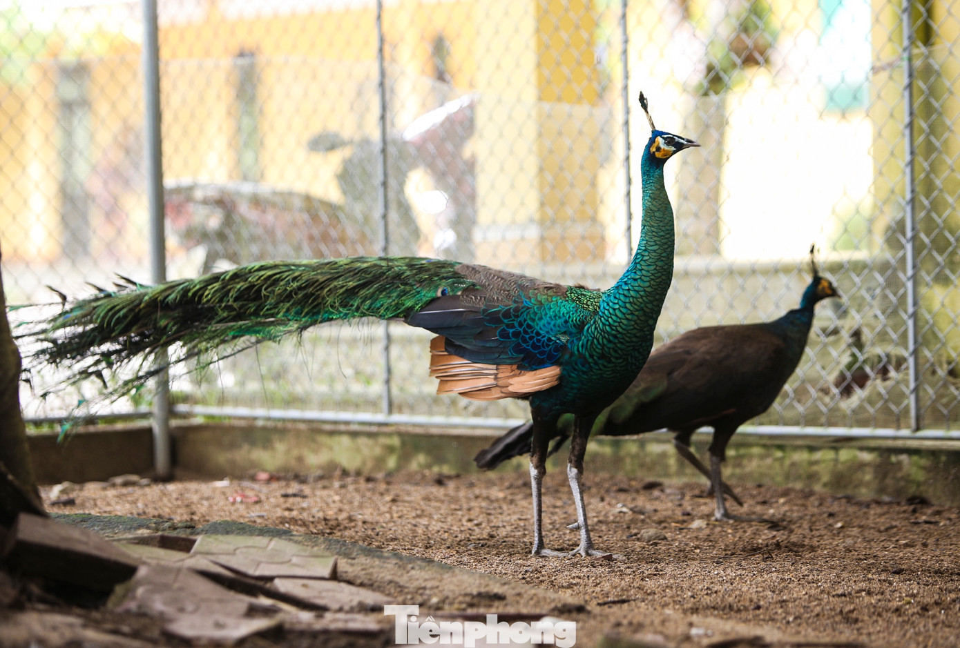 Ngoài ra, có một số loài đang được theo dõi sức khoẻ, huấn luyện bản năng sinh tồn trước khi thả về môi trường rừng tự nhiên.