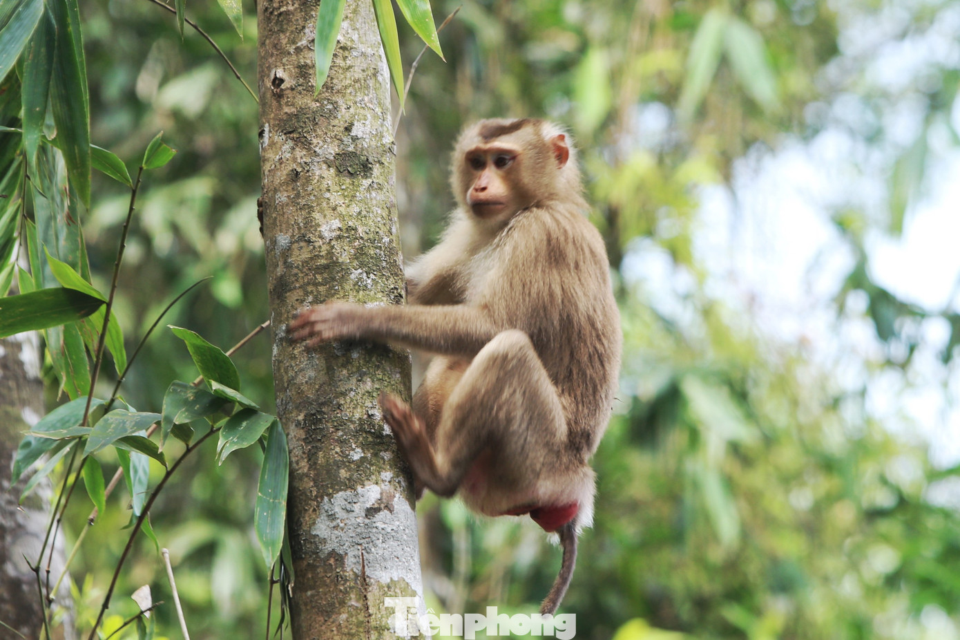 Cá thể khỉ đuôi lợn leo trèo ngay lên các cây cao khi được thả về tự nhiên.