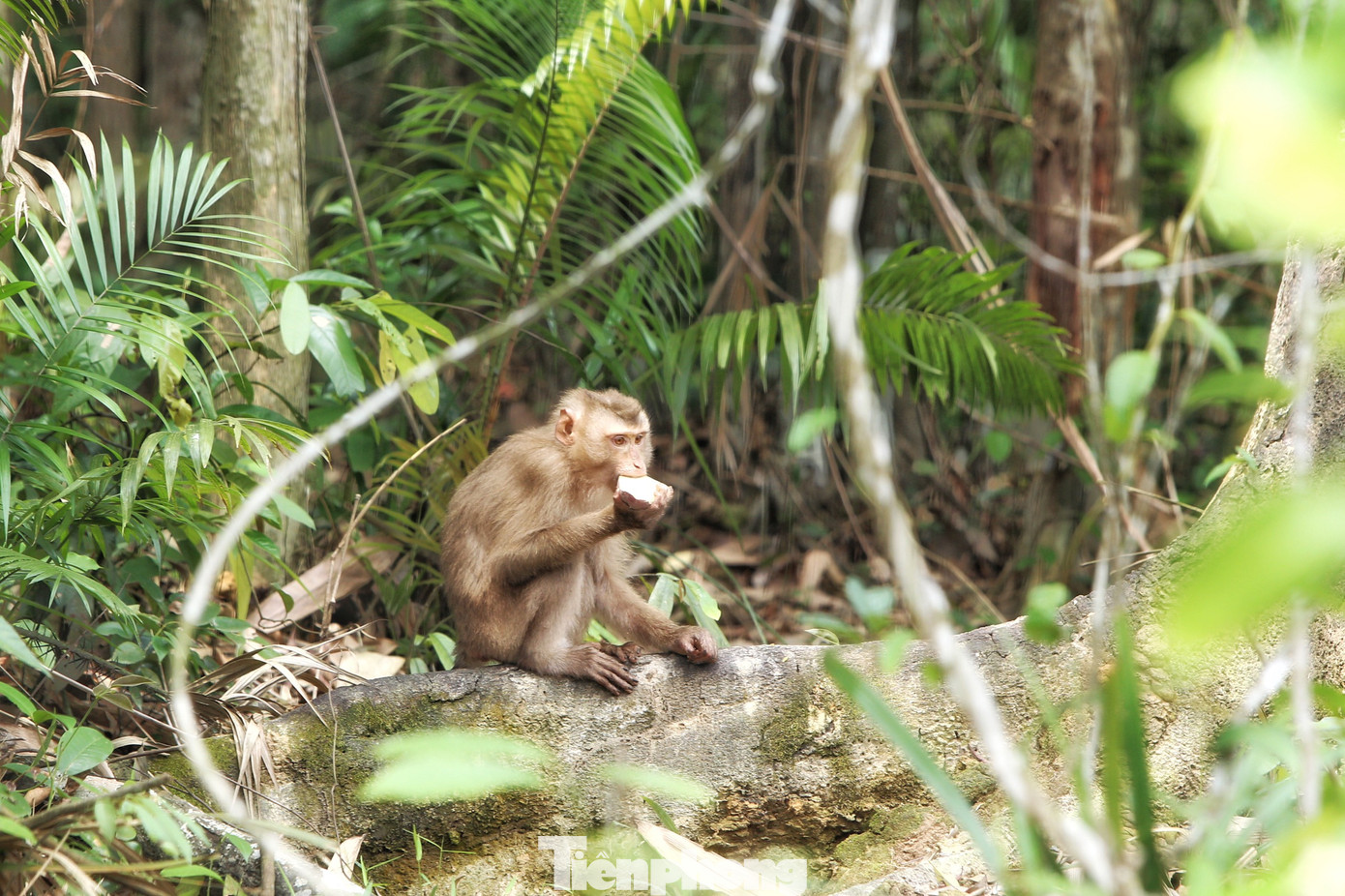 Do được huấn luyện bản năng sinh tồn khi tiếp nhận nên lúc thả về môi trường tự nhiên, các cá thể khỉ này sớm hòa nhịp.