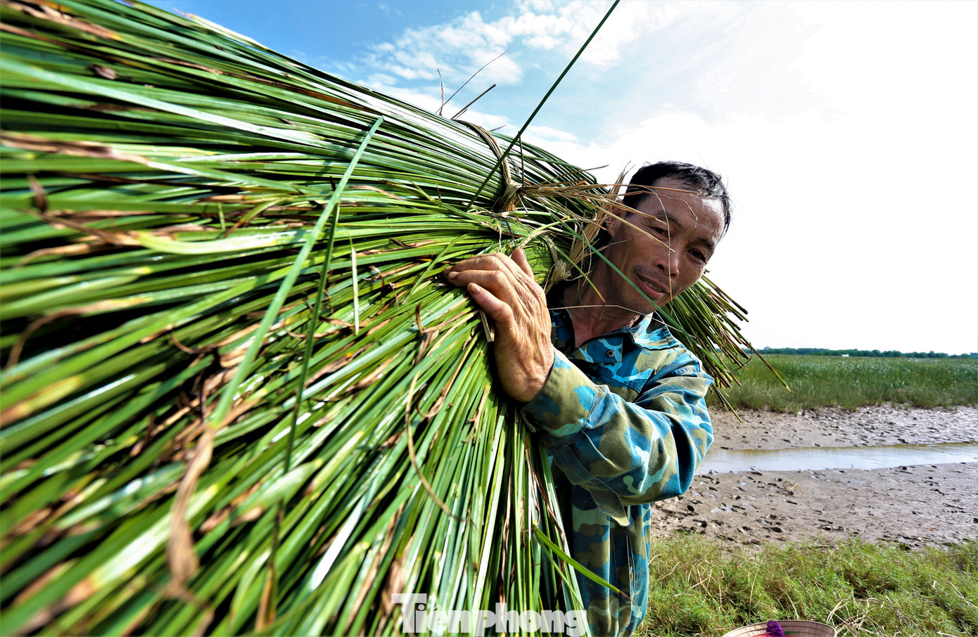 Ông Hồ Sỹ Thành (52 tuổi, thôn Hồng Lam) cho biết: "Gia đình trồng hơn 3 sào cói (500m2/sào), thu gần 1 tấn cói khô. Ngày trước mỗi tấn cói bán hơn 10-13 triệu đồng nhưng nay chỉ được 6-7 triệu đồng".