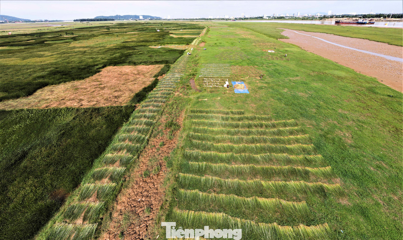 Ông Nguyễn Thế Lục - Trưởng thôn Hồng Lam (xã Xuân Giang) cho biết trồng cói là nghề mang lại thu nhập chính cho hơn 100 hộ dân trong thôn. Diện tích trồng cói hiện tại chỉ còn gần 50 ha, ngoài ra người dân còn có hơn 100 ha đất trồng lạc. "Cói sau khi thu hoạch và phơi khô thương lái sẽ thu mua rồi xuất bán ra tỉnh Thanh Hóa để dệt chiếu, đan thảm và các vật dụng khác".