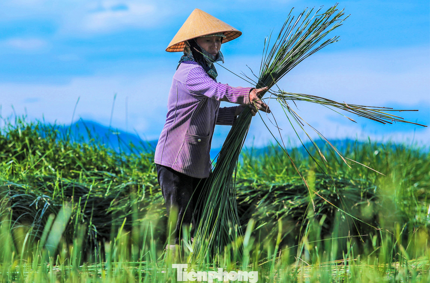 Cắt cói xong, người dân sẽ giũ cho sạch cỏ rác và tách những loại cây khác ra, sau đó buộc lại thành từng bó.