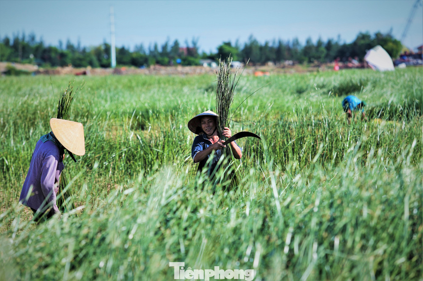 Cói là loại thực vật phát triển tốt tại các vùng đất phù sa ven biển hay vùng nước lợ, thân dài từ 1-2,5m, hình cây lao. Ở nước ta có 2 loại cói chủ yếu được trồng là cói bông trắng và cói bông nâu.