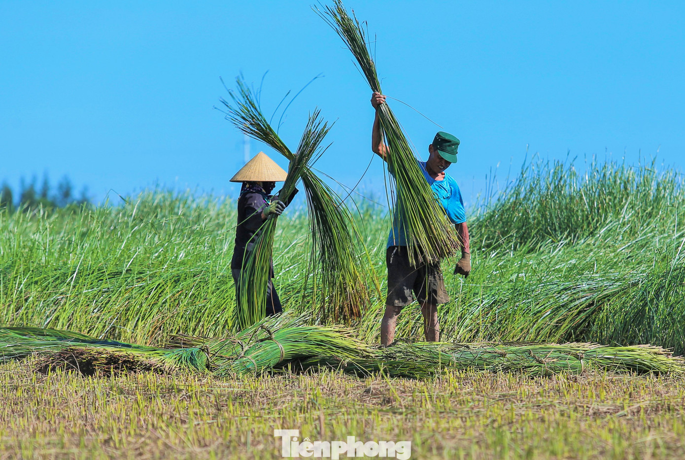 Cắt cói xong, người dân sẽ giũ cho sạch cỏ rác và tách những loại cây khác ra, sau đó buộc lại thành từng bó.