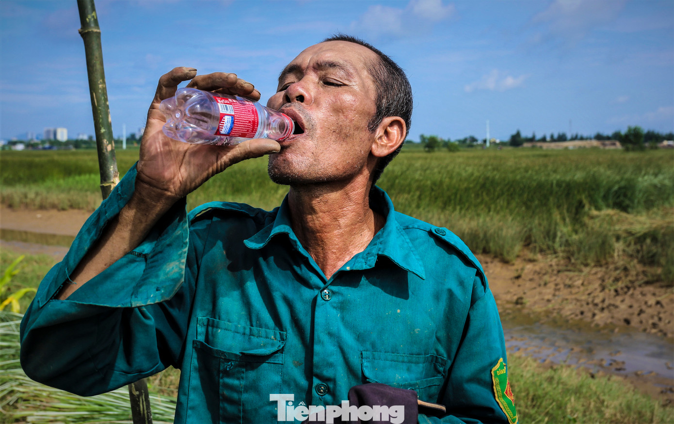 Khoảng 9h, nắng nóng dần gay gắt, người dân tạm dừng việc thu hoạch cói để trở về nhà. Công việc được thực hiện hàng ngày nhưng sẽ khó khăn hơn khi nước sông dâng cao, ngập thân cây.