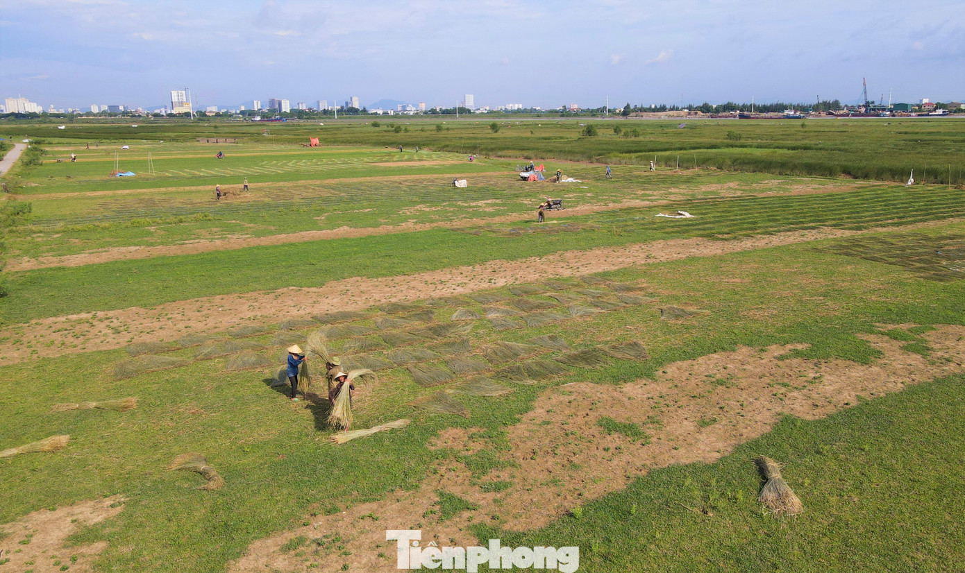 Từ tháng 6 đến tháng 8 (Âm lịch) hàng năm là mùa thu hoạch cói của người dân nơi đây. Từ sáng sớm, trên cánh đồng trồng cói rộng hàng chục hecta, hàng trăm người tấp nập thu hoạch, phơi cói trước khi bán cho thương lái bên ngoài làng.