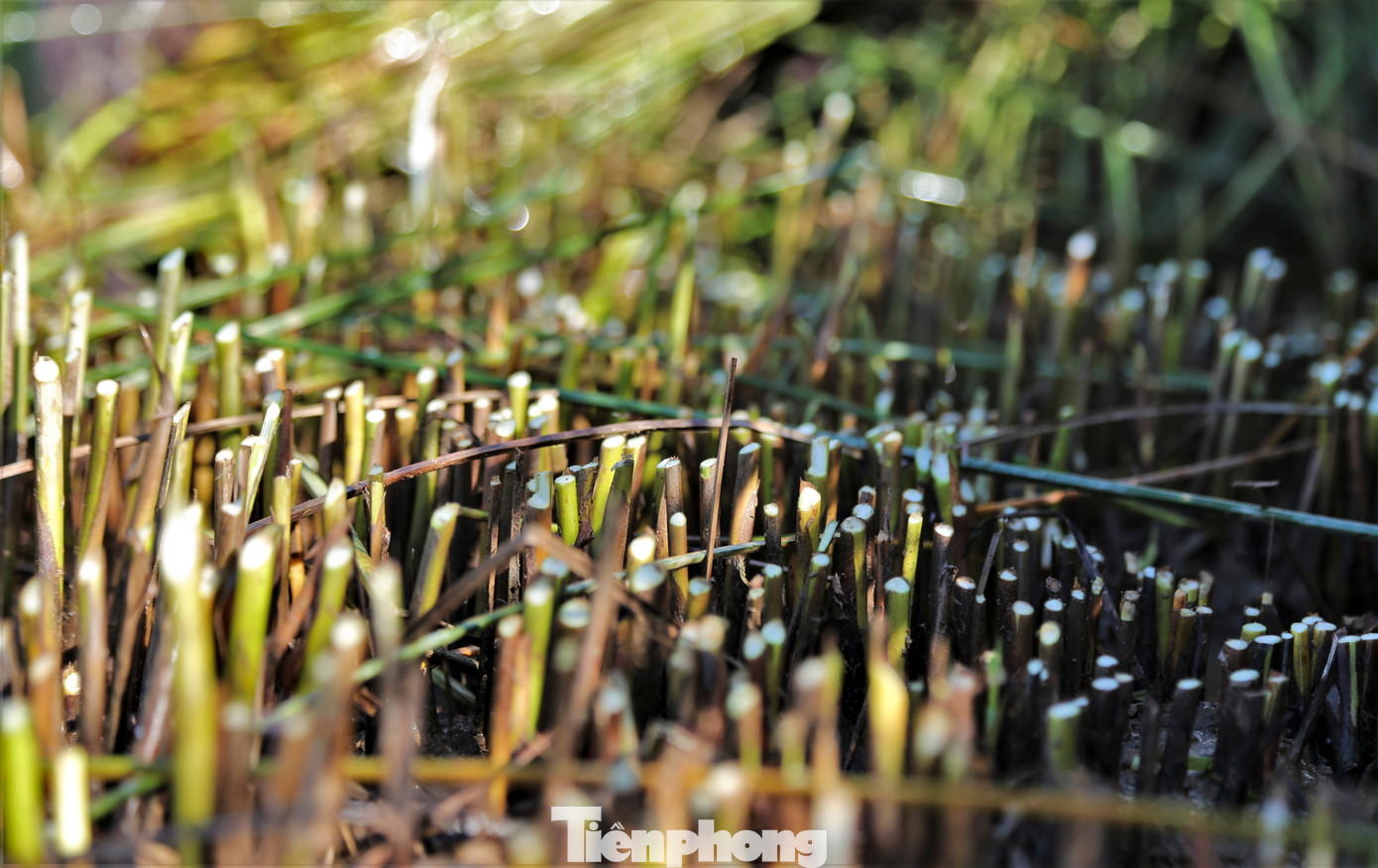 Cói khi thu hoạch được cắt ngang gốc. Sau đó, không phải trồng lại mà chỉ cần bón phân, cây cói sẽ tự tươi tốt trở lại, đảm bảo cho việc thu hoạch lại.