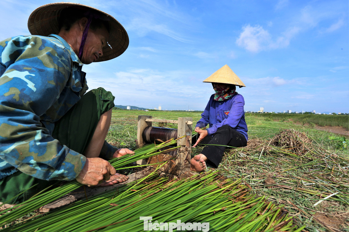 Sau khi thu hoạch, cây cói được mang chẻ nhỏ rồi mới phơi khô. Để dễ chẻ, người dân thu hoạch cói tới đâu thì chẻ tới đó. Chẻ cói cũng là khâu mất nhiều thời gian nhất trong kỳ thu hoạch vì đều phải làm thủ công với các dụng cụ thô sơ.