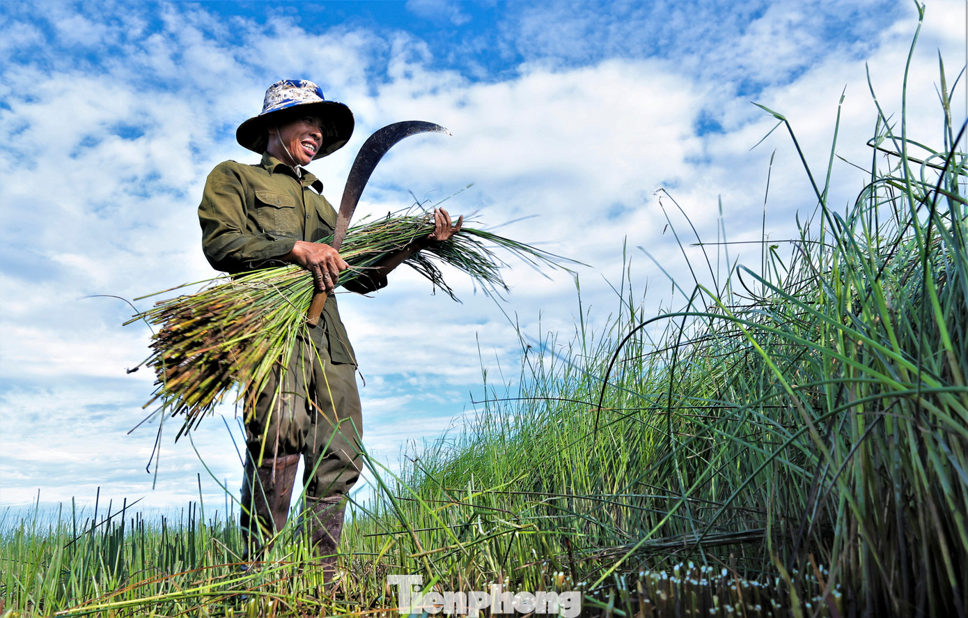 Từ 4h sáng, người dân đã ra đồng dùng liềm và máy cắt thu hoạch cói để tránh nắng gắt.