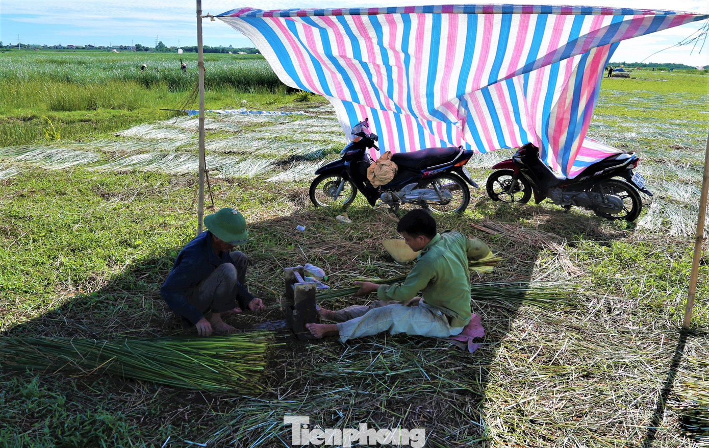Để sớm thu hoạch xong diện tích của gia đình, nhiều hộ dân còn dựng những tấm bạt ngay giữa đồng để làm việc.