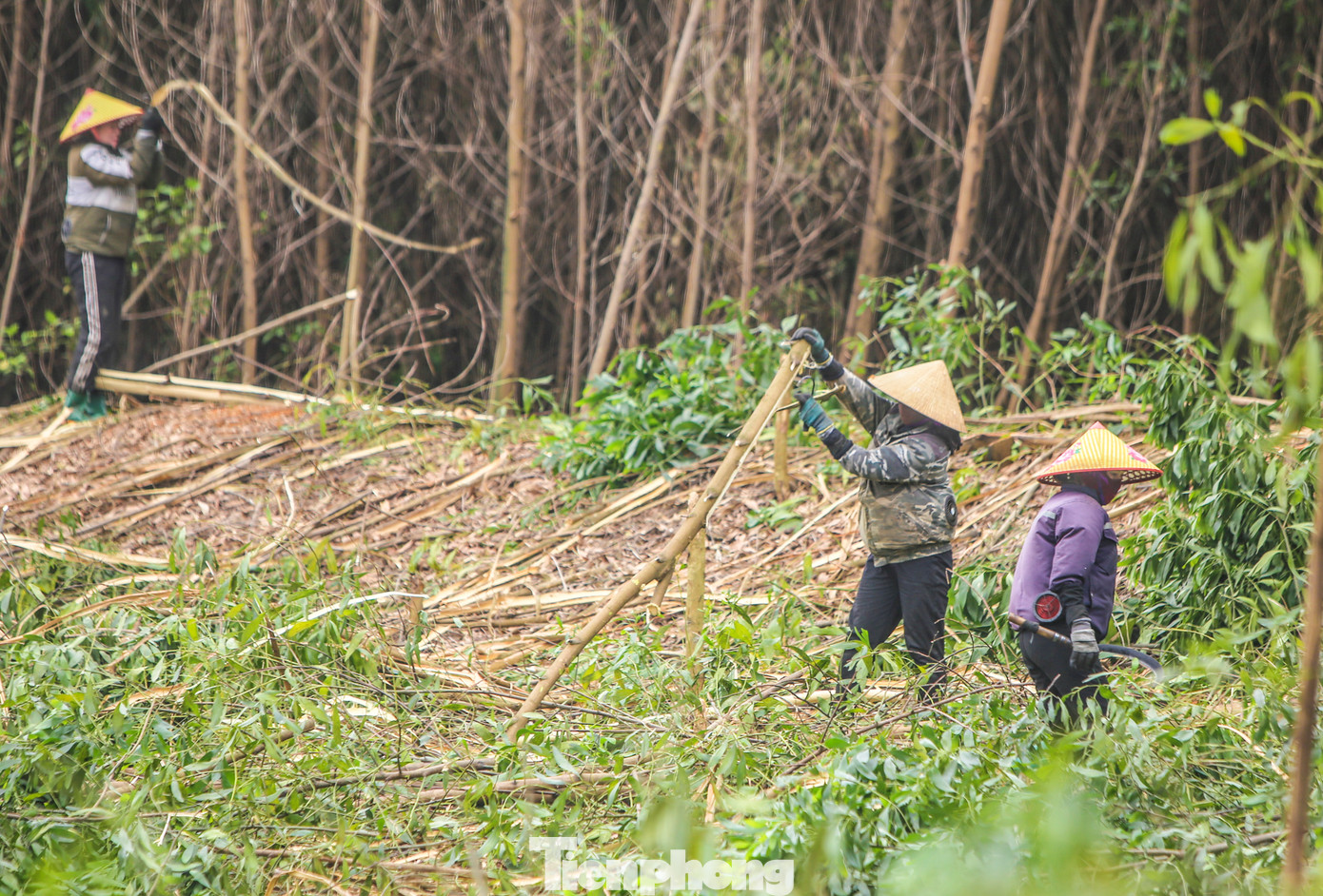 Ngoài việc đồng áng, đa phần những người phụ nữ ở khu vực này đều đi bốc vác gỗ keo thuê để kiếm thêm thu nhập. Mỗi nhóm khai thác thuê keo thường có 1-2 tay máy cưa cây và 10 người bóc vỏ, bốc, vận chuyển keo ra xe. Ngoài việc đồng áng, đa phần những người phụ nữ ở khu vực này đều đi bốc vác gỗ keo thuê để kiếm thêm thu nhập. Mỗi nhóm khai thác thuê keo thường có 1-2 tay máy cưa cây và 10 người bóc vỏ, bốc, vận chuyển keo ra xe.