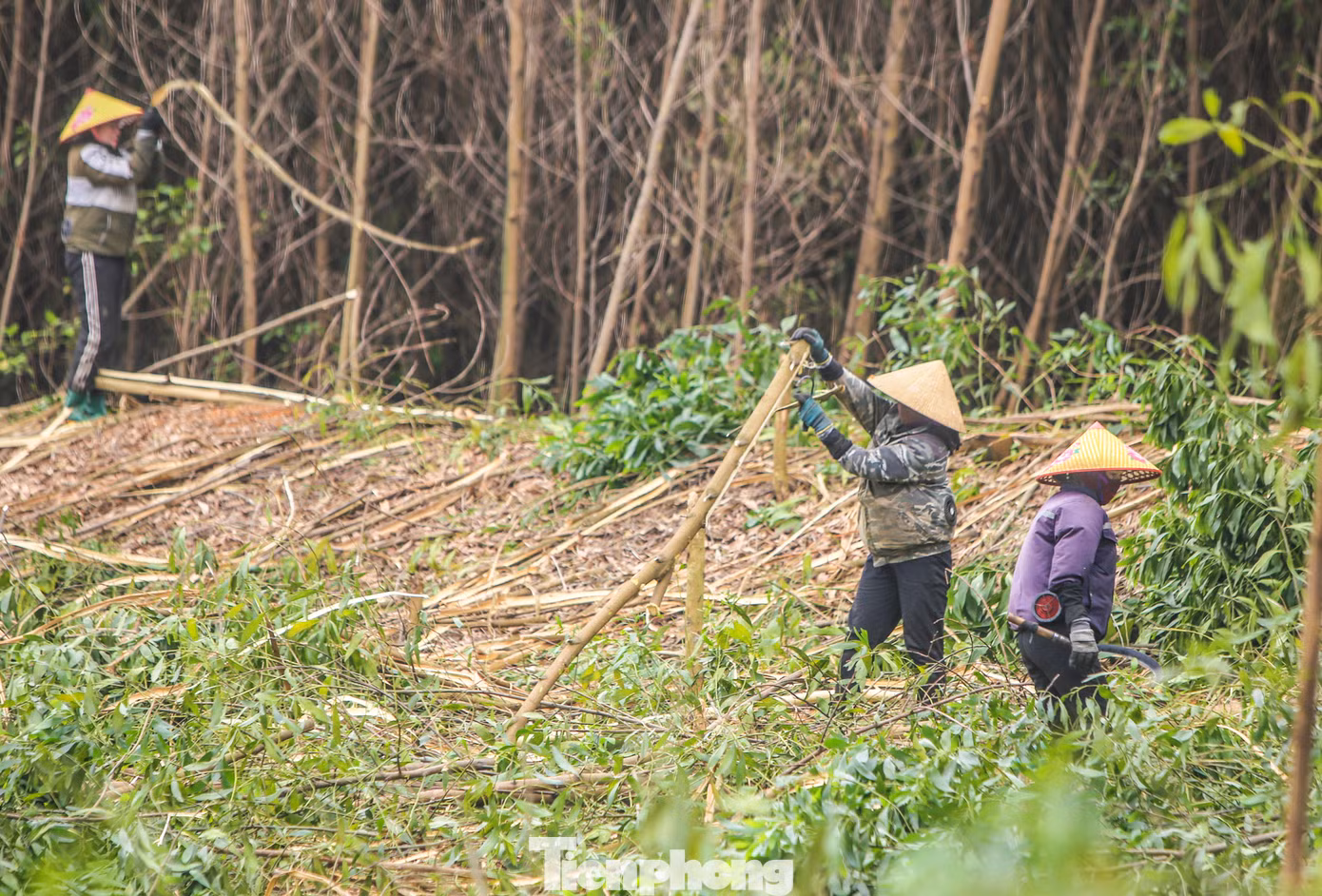 Ngoài việc đồng áng, đa phần những người phụ nữ ở khu vực này đều đi bốc vác gỗ keo thuê để kiếm thêm thu nhập. Mỗi nhóm khai thác thuê keo thường có 1-2 tay máy cưa cây và 10 người bóc vỏ, bốc, vận chuyển keo ra xe. Ngoài việc đồng áng, đa phần những người phụ nữ ở khu vực này đều đi bốc vác gỗ keo thuê để kiếm thêm thu nhập. Mỗi nhóm khai thác thuê keo thường có 1-2 tay máy cưa cây và 10 người bóc vỏ, bốc, vận chuyển keo ra xe.