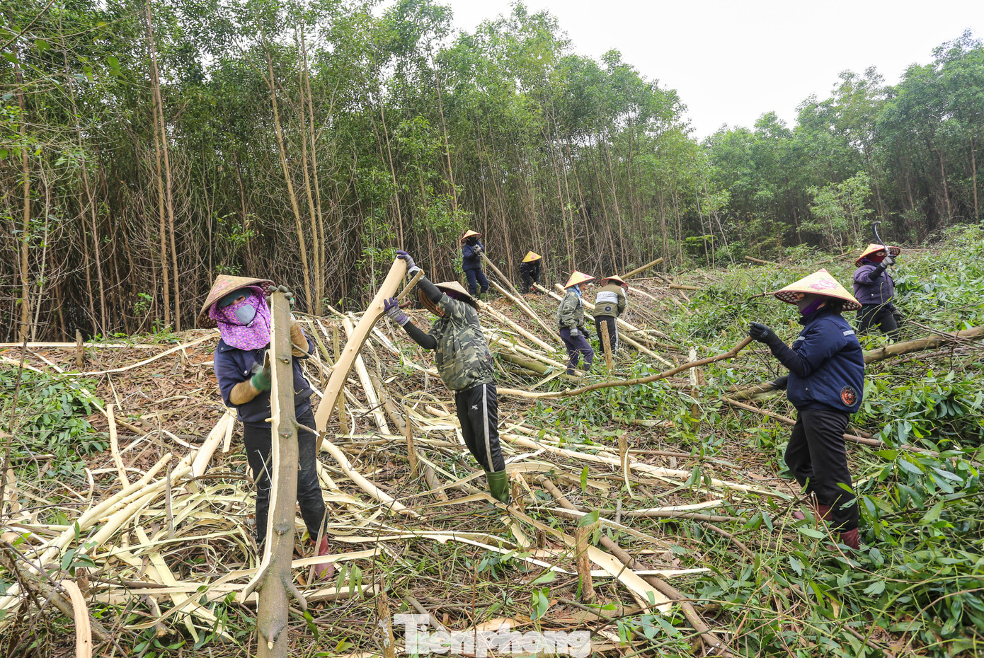 Ngoài việc đồng áng, đa phần những người phụ nữ ở khu vực này đều đi bốc vác gỗ keo thuê để kiếm thêm thu nhập. Mỗi nhóm khai thác thuê keo thường có 1-2 tay máy cưa cây và 10 người bóc vỏ, bốc, vận chuyển keo ra xe. Ngoài việc đồng áng, đa phần những người phụ nữ ở khu vực này đều đi bốc vác gỗ keo thuê để kiếm thêm thu nhập. Mỗi nhóm khai thác thuê keo thường có 1-2 tay máy cưa cây và 10 người bóc vỏ, bốc, vận chuyển keo ra xe.