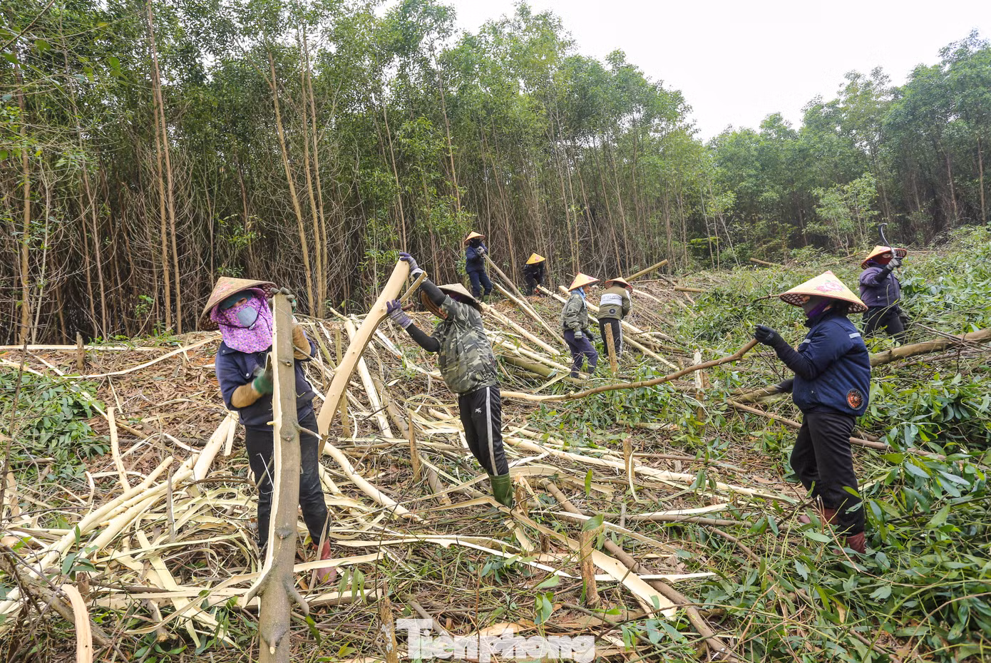 Ngoài việc đồng áng, đa phần những người phụ nữ ở khu vực này đều đi bốc vác gỗ keo thuê để kiếm thêm thu nhập. Mỗi nhóm khai thác thuê keo thường có 1-2 tay máy cưa cây và 10 người bóc vỏ, bốc, vận chuyển keo ra xe. Ngoài việc đồng áng, đa phần những người phụ nữ ở khu vực này đều đi bốc vác gỗ keo thuê để kiếm thêm thu nhập. Mỗi nhóm khai thác thuê keo thường có 1-2 tay máy cưa cây và 10 người bóc vỏ, bốc, vận chuyển keo ra xe.