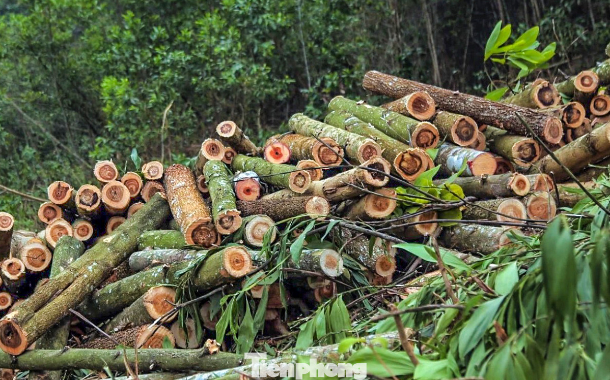 Cây gỗ keo khi khai thác sẽ được chia làm hai loại: Keo gỗ và keo tạp. Phần gỗ là phần gốc cây có đường kính lớn, thương lái sẽ gom để bán cho các nhà máy giấy. Phần gỗ tạp sẽ được cắt nhỏ bán cho những điểm đốt than với giá rẻ hơn. Cây gỗ keo khi khai thác sẽ được chia làm hai loại: Keo gỗ và keo tạp. Phần gỗ là phần gốc cây có đường kính lớn, thương lái sẽ gom để bán cho các nhà máy giấy. Phần gỗ tạp sẽ được cắt nhỏ bán cho những điểm đốt than với giá rẻ hơn.