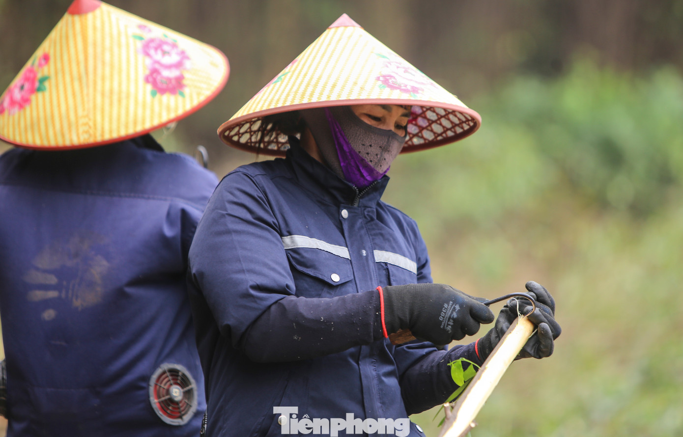 Ngoài việc đồng áng, đa phần những người phụ nữ ở khu vực này đều đi bốc vác gỗ keo thuê để kiếm thêm thu nhập. Mỗi nhóm khai thác thuê keo thường có 1-2 tay máy cưa cây và 10 người bóc vỏ, bốc, vận chuyển keo ra xe. Ngoài việc đồng áng, đa phần những người phụ nữ ở khu vực này đều đi bốc vác gỗ keo thuê để kiếm thêm thu nhập. Mỗi nhóm khai thác thuê keo thường có 1-2 tay máy cưa cây và 10 người bóc vỏ, bốc, vận chuyển keo ra xe.