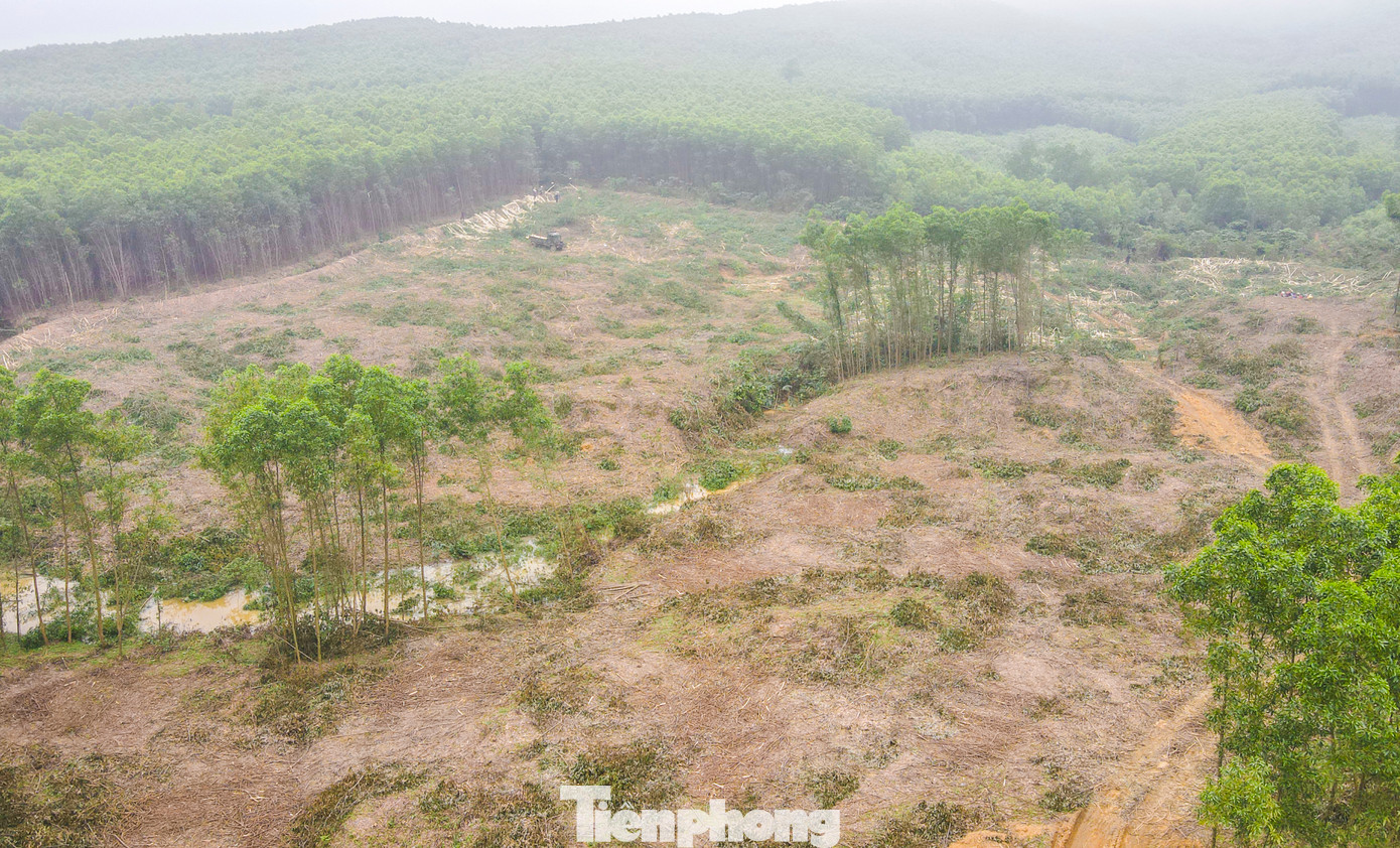 Những ngọn đồi trồng keo ở huyện Kỳ Anh, Cẩm Xuyên, Hương Khê... (Hà Tĩnh) đang trong vụ thu hoạch sau 5-7 năm trồng. Những ngọn đồi trồng keo ở huyện Kỳ Anh, Cẩm Xuyên, Hương Khê... (Hà Tĩnh) đang trong vụ thu hoạch sau 5-7 năm trồng.