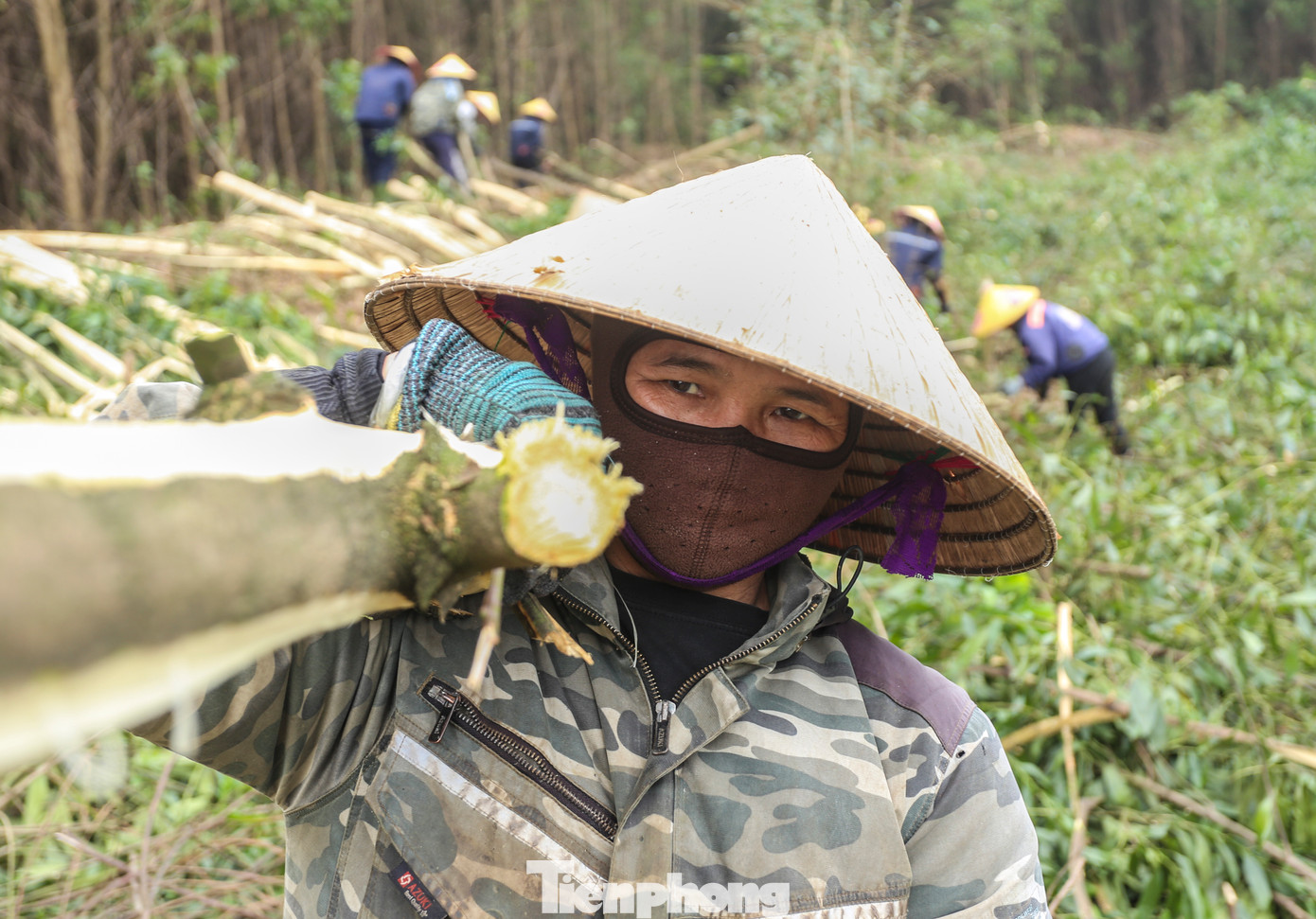 Chị Nguyễn Thị Dung (44 tuổi, trú xã Kỳ Phong) cho hay, do không có nhiều ruộng nên chị theo nghề bốc vác thuê gỗ keo. "Vợ chồng tôi có 4 người con nên ngoài đồng áng thì 2 vợ chồng phải kiếm thêm việc để làm. Bóc vỏ, bốc gỗ keo thuê tuy vất vả song thu nhập mỗi ngày khoảng 400.000 đồng cũng phần nào hỗ trợ trang trải cuộc sống", chị Dung nói. Chị Nguyễn Thị Dung (44 tuổi, trú xã Kỳ Phong) cho hay, do không có nhiều ruộng nên chị theo nghề bốc vác thuê gỗ keo. "Vợ chồng tôi có 4 người con nên ngoài đồng áng thì 2 vợ chồng phải kiếm thêm việc để làm. Bóc vỏ, bốc gỗ keo thuê tuy vất vả song thu nhập mỗi ngày khoảng 400.000 đồng cũng phần nào hỗ trợ trang trải cuộc sống", chị Dung nói.