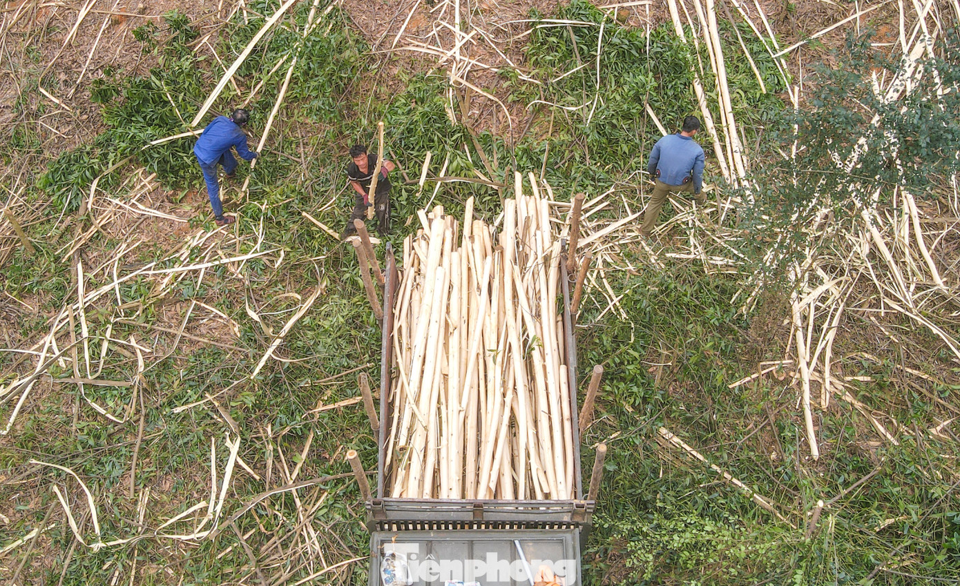 Với những người làm nghề thu hoạch keo thuê thì việc trầy xước tay, vai hay giẫm phải gai, té ngã chảy máu là chuyện thường. Có lúc bốc gỗ lên xe tải, gỗ rơi trúng chân, trúng người là không hiếm. Với những người làm nghề thu hoạch keo thuê thì việc trầy xước tay, vai hay giẫm phải gai, té ngã chảy máu là chuyện thường. Có lúc bốc gỗ lên xe tải, gỗ rơi trúng chân, trúng người là không hiếm.