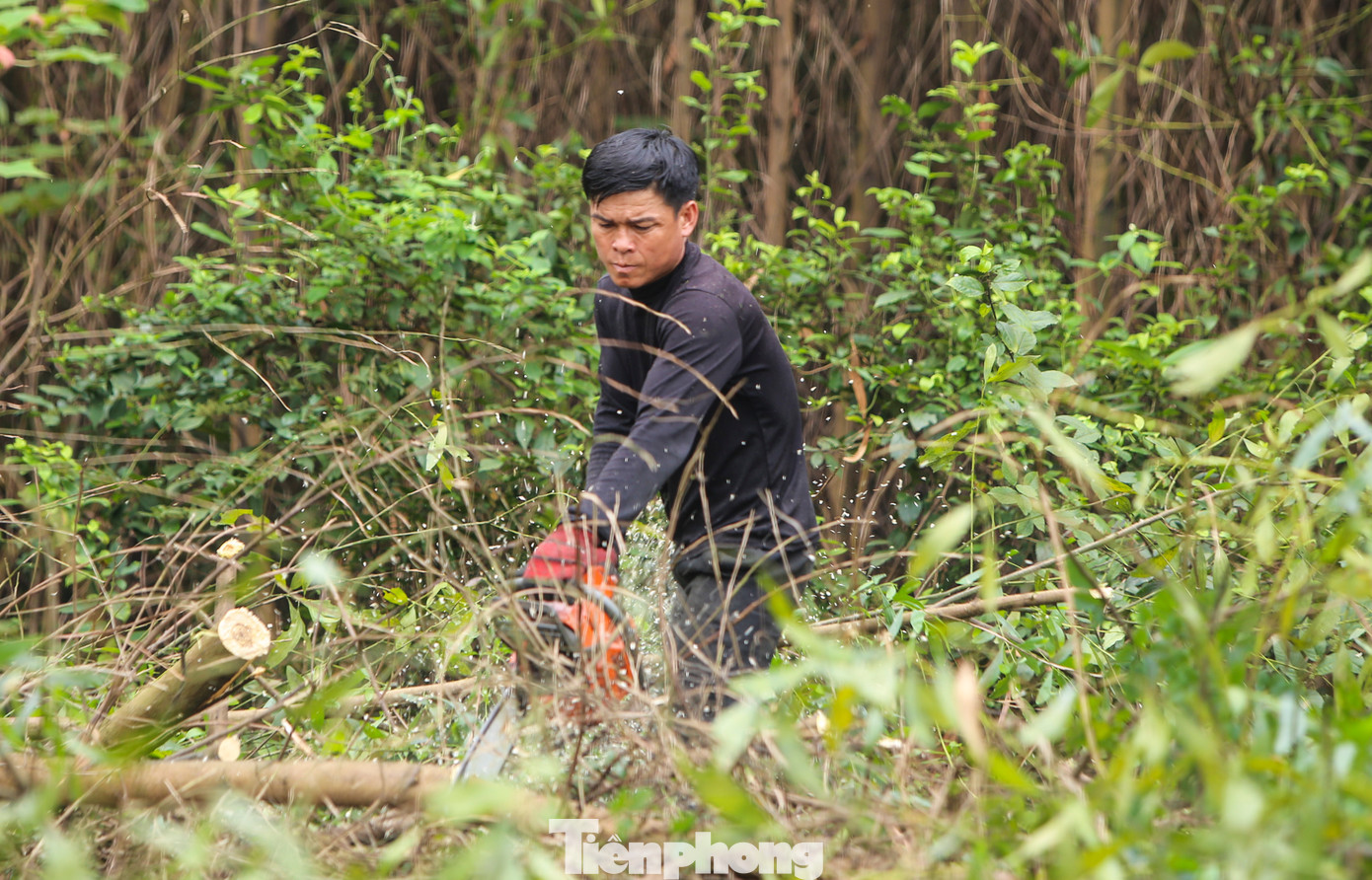 Anh Cảnh (huyện Kỳ Anh) cho biết, thu hoạch keo không theo mùa mà khi nào keo đủ năm khai thác, các chủ vườn keo mới gọi bán. "Công việc thu hoạch keo rất vất vả. Nếu mua được những đồi keo sát đường, đi lại dễ dàng, sẽ giảm bớt chi phí nhân công, vận chuyển. Còn những vườn keo ở khu vực khó đi lại, muốn khai thác phải mở đường để xe chuyên chở vào nơi gần nhất và thuê khoảng 10 nhân công cưa cắt, bốc vác", anh nói. Anh Cảnh (huyện Kỳ Anh) cho biết, thu hoạch keo không theo mùa mà khi nào keo đủ năm khai thác, các chủ vườn keo mới gọi bán. "Công việc thu hoạch keo rất vất vả. Nếu mua được những đồi keo sát đường, đi lại dễ dàng, sẽ giảm bớt chi phí nhân công, vận chuyển. Còn những vườn keo ở khu vực khó đi lại, muốn khai thác phải mở đường để xe chuyên chở vào nơi gần nhất và thuê khoảng 10 nhân công cưa cắt, bốc vác", anh nói.