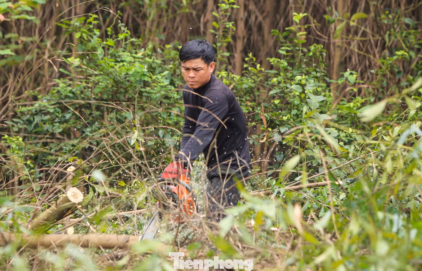 Anh Cảnh (huyện Kỳ Anh) cho biết, thu hoạch keo không theo mùa mà khi nào keo đủ năm khai thác, các chủ vườn keo mới gọi bán. "Công việc thu hoạch keo rất vất vả. Nếu mua được những đồi keo sát đường, đi lại dễ dàng, sẽ giảm bớt chi phí nhân công, vận chuyển. Còn những vườn keo ở khu vực khó đi lại, muốn khai thác phải mở đường để xe chuyên chở vào nơi gần nhất và thuê khoảng 10 nhân công cưa cắt, bốc vác", anh nói. Anh Cảnh (huyện Kỳ Anh) cho biết, thu hoạch keo không theo mùa mà khi nào keo đủ năm khai thác, các chủ vườn keo mới gọi bán. "Công việc thu hoạch keo rất vất vả. Nếu mua được những đồi keo sát đường, đi lại dễ dàng, sẽ giảm bớt chi phí nhân công, vận chuyển. Còn những vườn keo ở khu vực khó đi lại, muốn khai thác phải mở đường để xe chuyên chở vào nơi gần nhất và thuê khoảng 10 nhân công cưa cắt, bốc vác", anh nói.