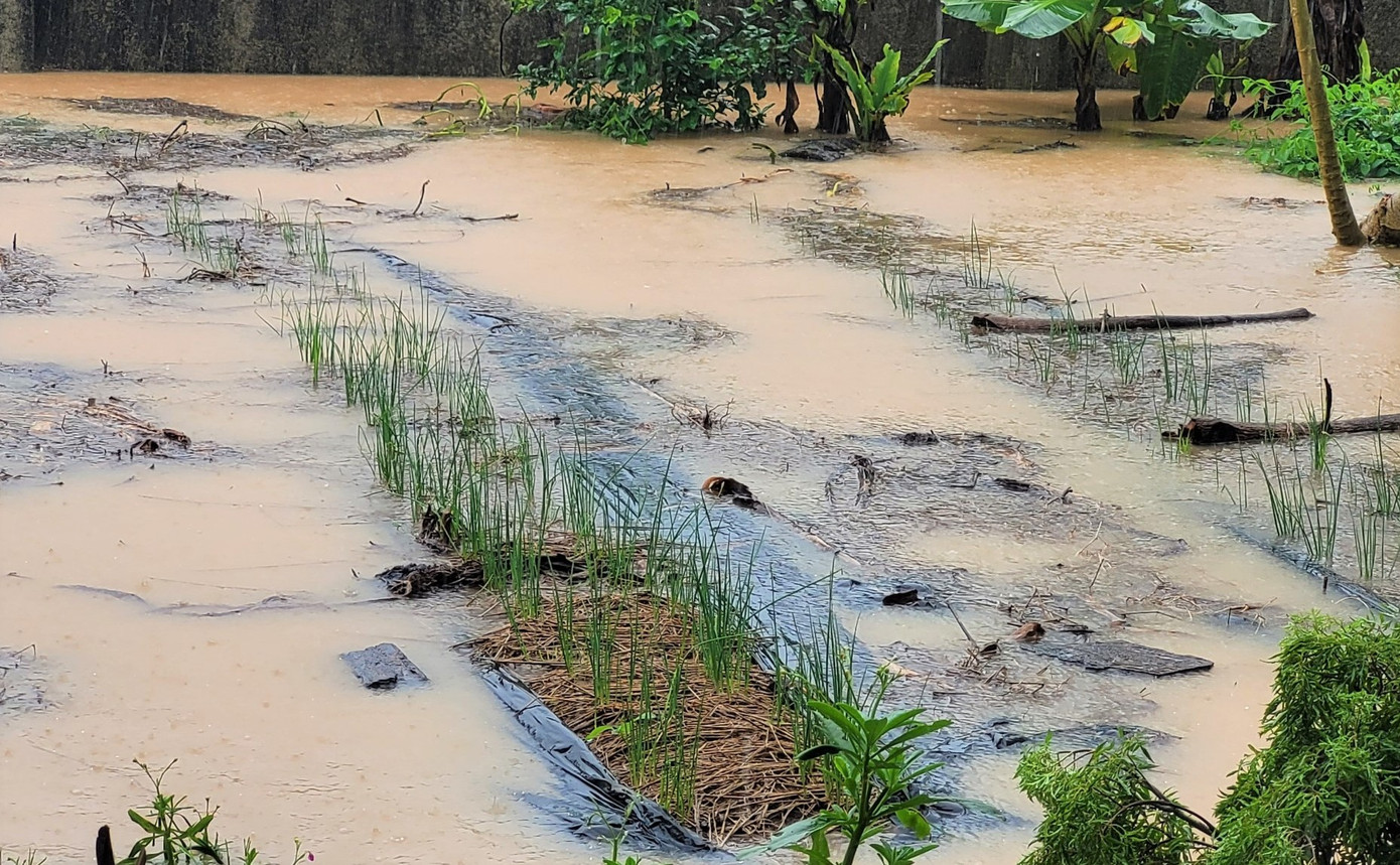 Hoa màu ngập trong nước lũ.