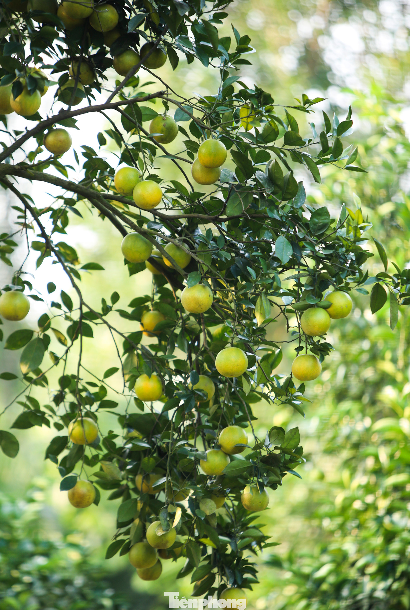 Các gốc cam cổ thụ vẫn cho quả sai trĩu, vàng mọng.