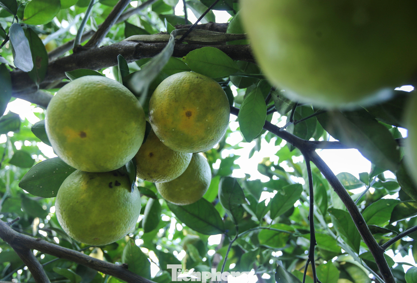 Trồng cam theo hướng VietGAP và được chứng nhận sản phẩm OCOP 3 sao cấp tỉnh từ năm 2019, sản phẩm cam chanh và cam giòn của bà Hiền đã khẳng định được thương hiệu. Mỗi năm 2/3 sản lượng được xuất vào hệ thống siêu thị khắp các tỉnh thành.