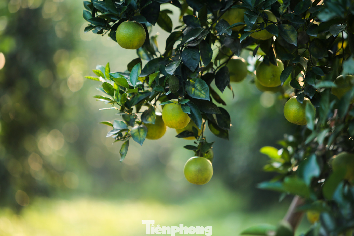 Trồng cam theo hướng VietGAP và được chứng nhận sản phẩm OCOP 3 sao cấp tỉnh từ năm 2019, sản phẩm cam chanh và cam giòn của bà Hiền đã khẳng định được thương hiệu. Mỗi năm 2/3 sản lượng được xuất vào hệ thống siêu thị khắp các tỉnh thành.