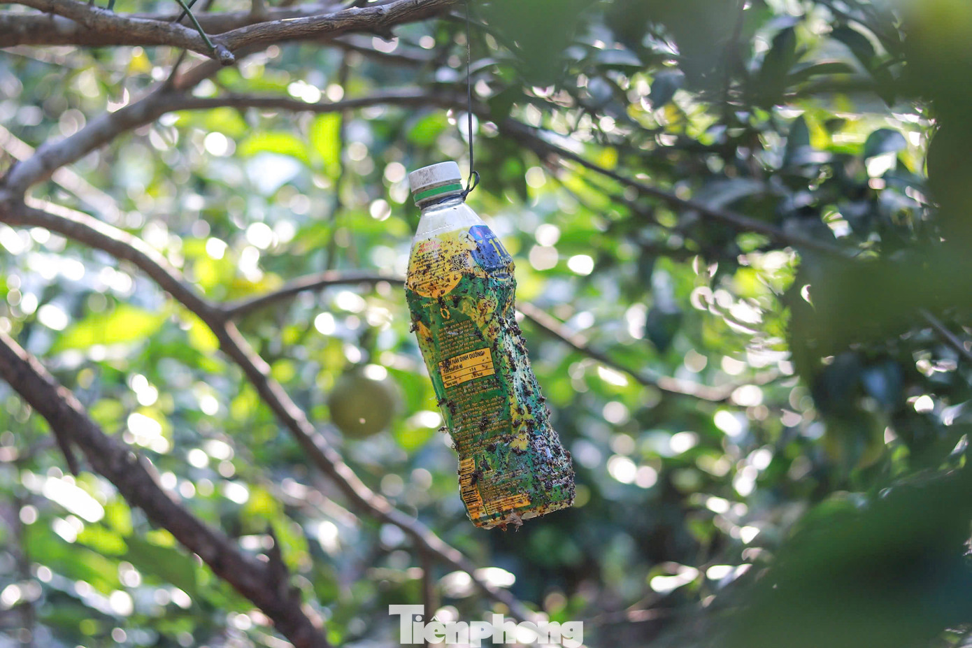 Cây cam được đánh giá là loài cây “khó tính”, để đảm bảo độ sạch, chủ vườn áp dụng thuốc bảo vệ thực vật sinh học, dùng miếng dính sâu bọ.