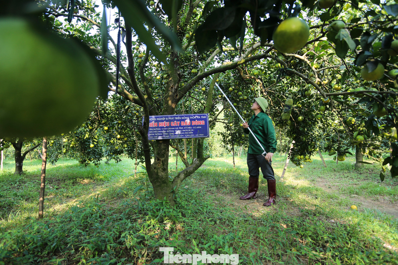 Chủ vườn cho biết vòng đời cây cam từ 18-25 năm là phải trồng lại do cây yếu dần. Tuy nhiên, với kỹ thuật chăm sóc phù hợp, gia đình đã sở hữu hàng chục gốc cam “cổ thụ” gần 20 năm tuổi. Hàng năm, mỗi cây cam cổ thụ cho thu hoạch 2-4 tạ cam với vị thơm, ngọt đặc trưng.