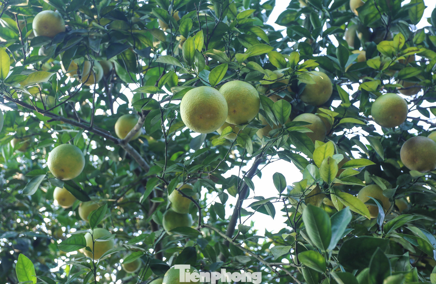 Trồng cam theo hướng VietGAP và được chứng nhận sản phẩm OCOP 3 sao cấp tỉnh từ năm 2019, sản phẩm cam chanh và cam giòn của bà Hiền đã khẳng định được thương hiệu. Mỗi năm 2/3 sản lượng được xuất vào hệ thống siêu thị khắp các tỉnh thành.