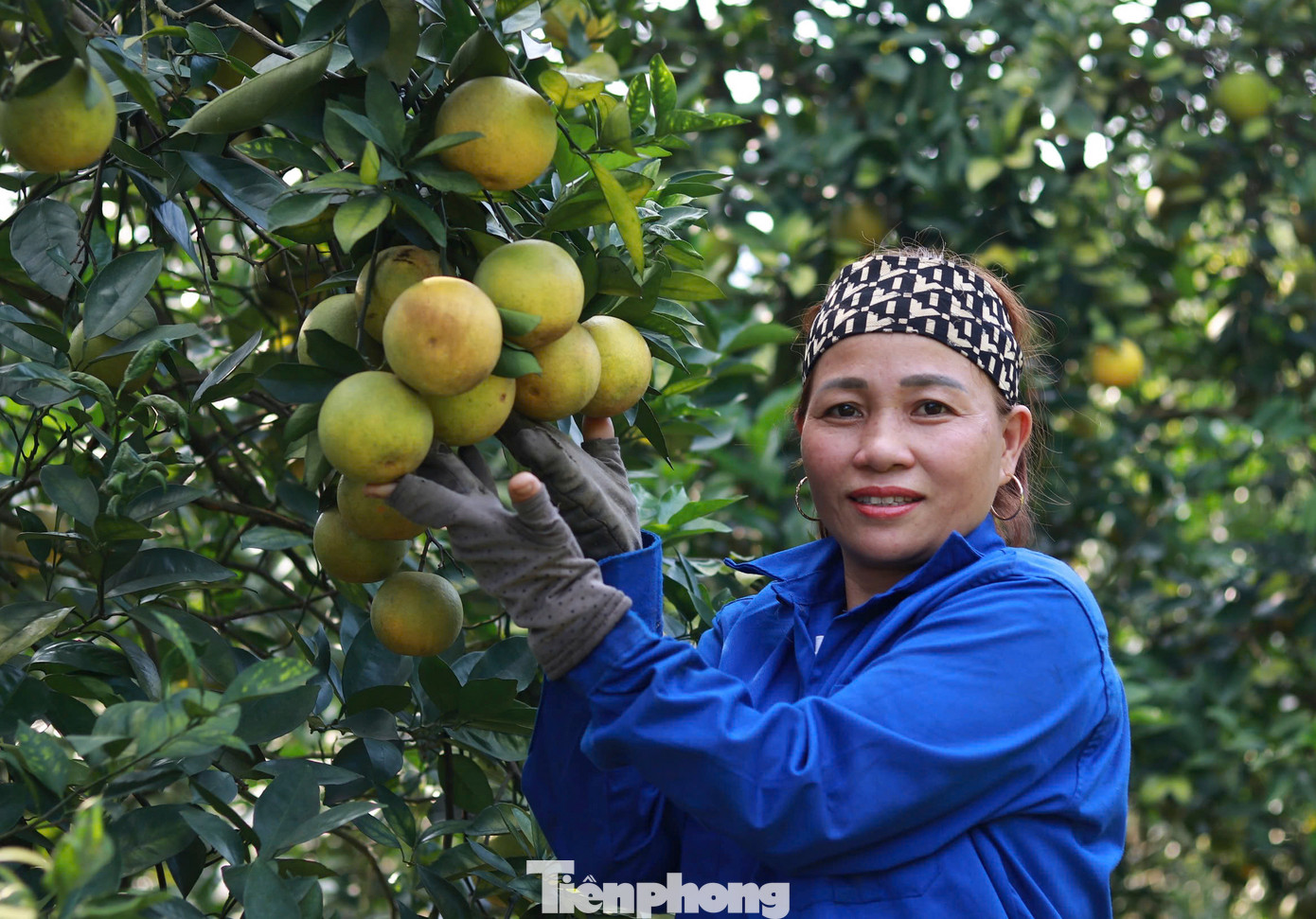 Trang trại trồng cam của gia đình bà Dương Thị Mai (thôn Anh Hùng, xã Thượng Lộc) rộng hơn 4 ha với 2.000 gốc cam chanh, cam giòn các loại. “Năm nay cả vườn cam đạt khoảng 40 tấn. Mới đầu vụ nhưng thương lái đã tới tận vườn mua cam chanh với giá 30.000 đồng/kg, cam giòn 45.000 - 50.000 đồng/kg. Dự kiến năm nay doanh thu đạt khoảng 1,2 tỷ đồng”, bà Mai chia sẻ.