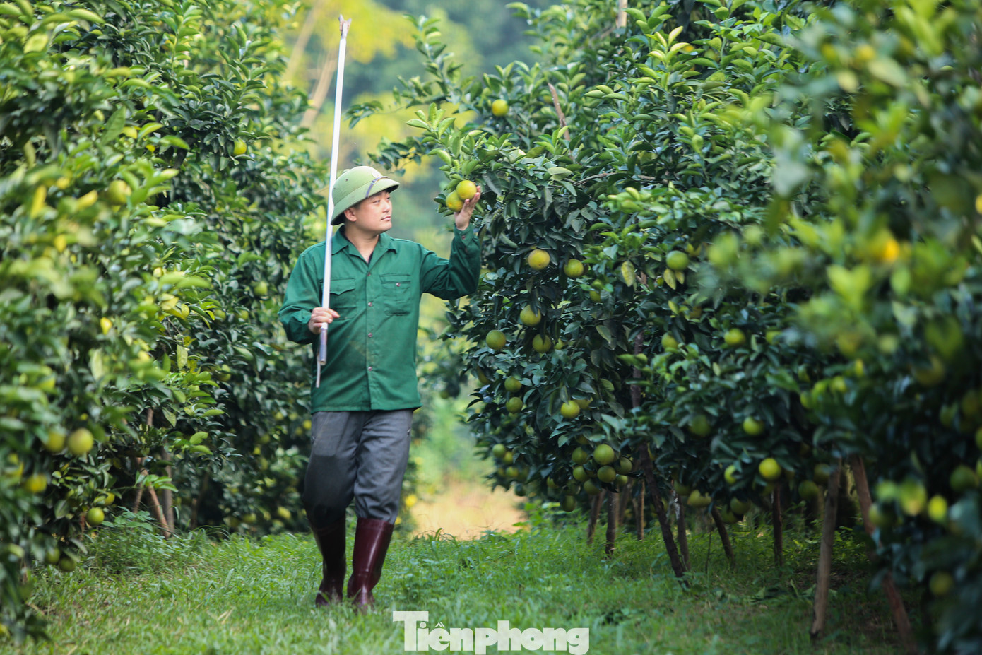 Sở hữu đồi cam đẹp nhất nhì xã Thượng Lộc, thời điểm này gia đình bà Phan Thị Hiền (54 tuổi, trú thôn Anh Hùng) đang đón nhiều thương lái vào mua hàng. Với gần 2.000 gốc cam giòn và cam chanh, mỗi vụ, vườn cam này cho sản lượng 40-50 tấn cam xuất ra thị trường.