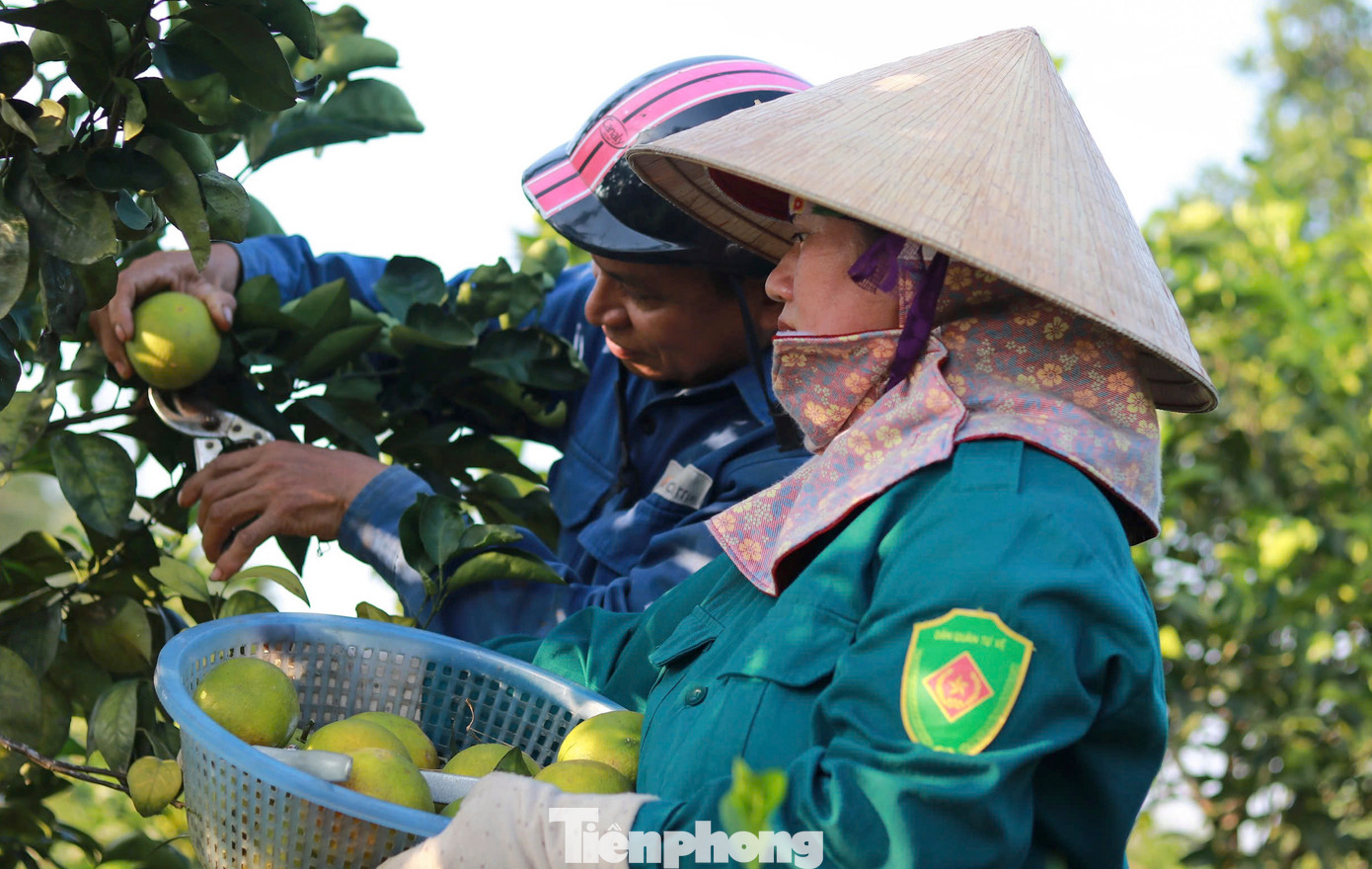 Với mức giá thu mua cùng sản lượng ở mức cao, nhiều hộ gia đình trên địa bàn xã Thượng Lộc đang có thu nhập cao. Nhiều diện tích đất đồi cũng được người dân chuyển đổi trồng cam.