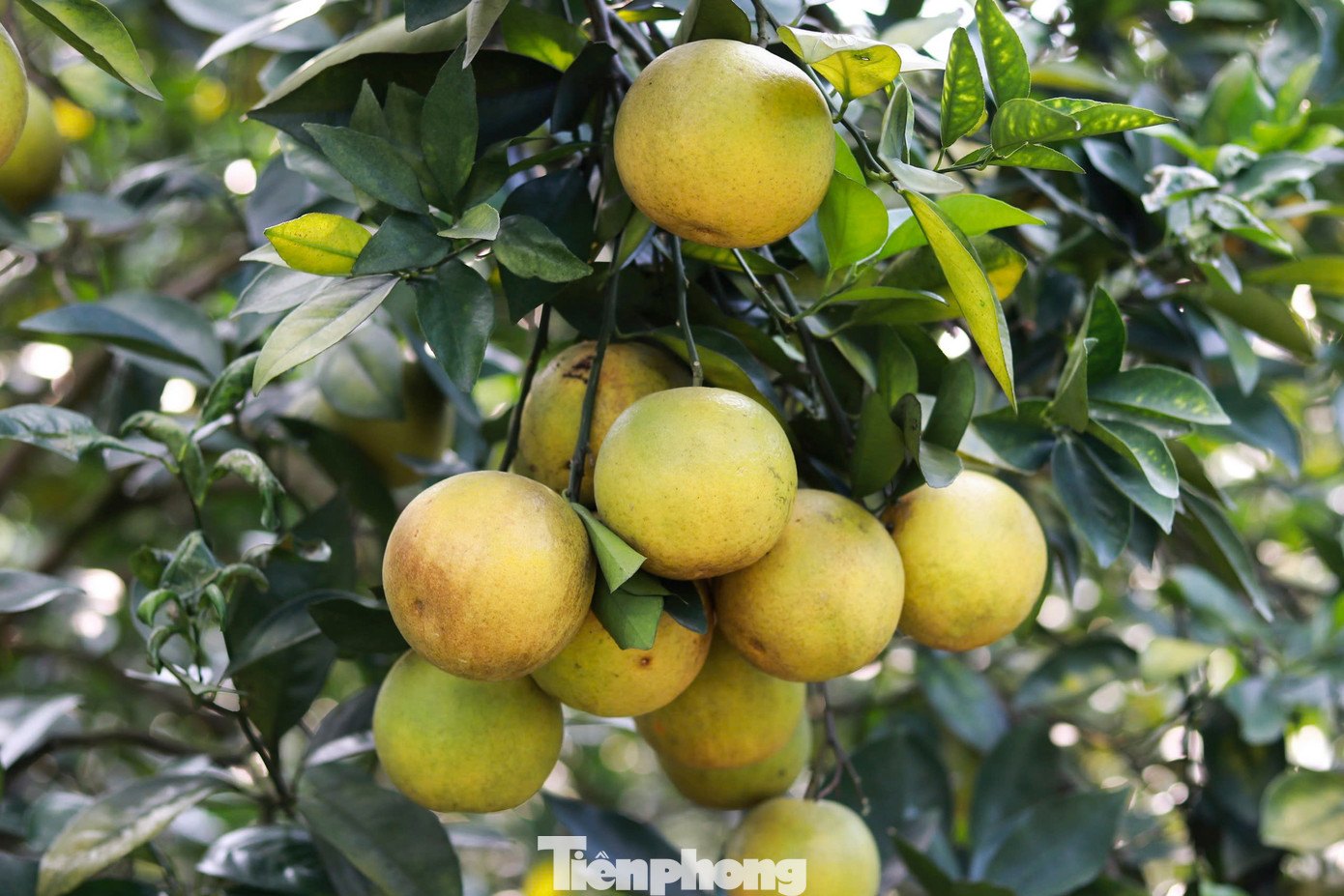 Thời điểm này, các giống cam tại xã Thượng Lộc, huyện Can Lộc đã bắt đầu chín. Người dân địa phương cho biết, năm nay cam đạt năng suất cao hơn năm trước, cùng với đó, giá bán ở mức cao khiến nông dân rất phấn khởi, kỳ vọng một mùa thu hoạch bội thu.