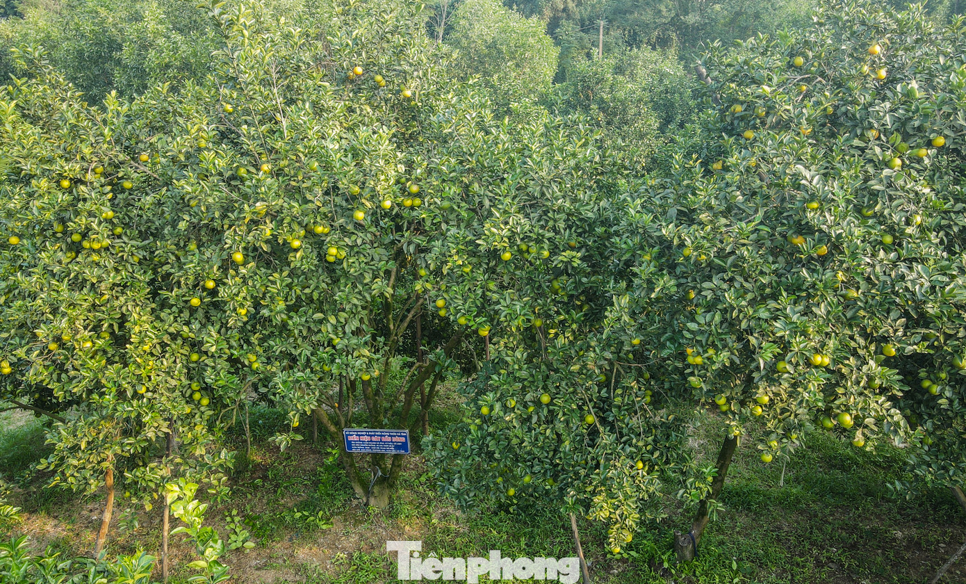 Xã Thượng Lộc, huyện Can Lộc có trên 200 ha trồng cam chanh và cam giòn, trong đó cam giòn chiếm diện tích hơn 50%. Hiện toàn xã có khoảng 500 hộ trồng cam, tập trung chủ yếu ở thôn Anh Hùng, Thanh Mỹ, Nam phong, Sơn Bình…