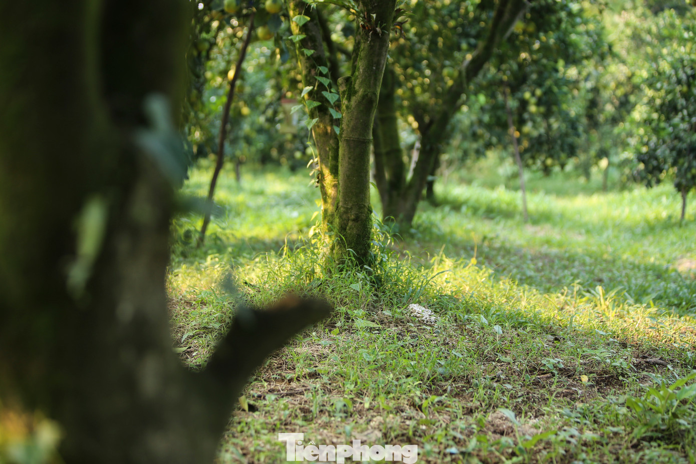 Những cây cam chanh gần 20 năm tuổi với gốc to lớn, thân cành phủ đầy rêu phong, được công nhận là cây đầu dòng. Người trồng sử dụng các phương pháp chăm sóc và ép cây ra quả.