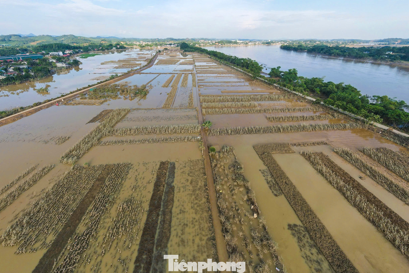 Sau nhiều ngày chìm trong biển nước, cánh đồng trồng rau trên địa bàn xã Tuy Lộc, thành phố Yên Bái dần hiện ra với một màu xám xịt của bùn đất, cây trồng đổ gãy ngổn ngang.