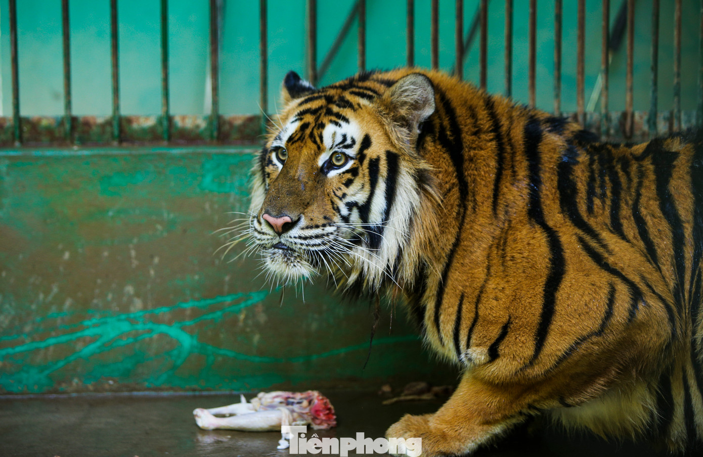 Đến nay, các cá thể hổ đã nặng 120-170kg/con, dài 1,5m. Những cá thể Hổ Đông Dương này được xếp vào sách đỏ Việt Nam và thế giới, hạng mục có nguy cơ tuyệt chủng cao. Loài này được xếp vào Nghị định 32 về quản lý thực vật rừng, động vật rừng nguy cấp, quý, hiếm, ngăn cấm mọi hành vi săn bắt, buôn bán. Đến nay, các cá thể hổ đã nặng 120-170kg/con, dài 1,5m. Những cá thể Hổ Đông Dương này được xếp vào sách đỏ Việt Nam và thế giới, hạng mục có nguy cơ tuyệt chủng cao. Loài này được xếp vào Nghị định 32 về quản lý thực vật rừng, động vật rừng nguy cấp, quý, hiếm, ngăn cấm mọi hành vi săn bắt, buôn bán.