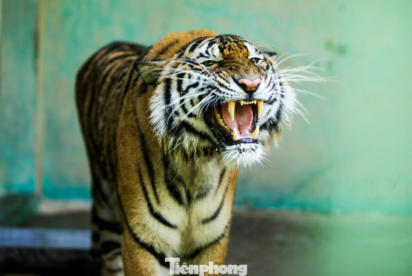 Trung tâm Cứu hộ, bảo tồn và phát triển sinh vật thuộc Vườn Quốc gia (VQG) Phong Nha - Kẻ Bàng (tỉnh Quảng Bình) đang chăm sóc và nuôi dưỡng 7 cá thể hổ Đông Dương. Đây là những cá thể hổ được giải cứu hồi tháng 8/2021 từ một chuyên án buôn bán động vật hoang dã trái phép do Công an tỉnh Nghệ An thực hiện. Trung tâm Cứu hộ, bảo tồn và phát triển sinh vật thuộc Vườn Quốc gia (VQG) Phong Nha - Kẻ Bàng (tỉnh Quảng Bình) đang chăm sóc và nuôi dưỡng 7 cá thể hổ Đông Dương. Đây là những cá thể hổ được giải cứu hồi tháng 8/2021 từ một chuyên án buôn bán động vật hoang dã trái phép do Công an tỉnh Nghệ An thực hiện.