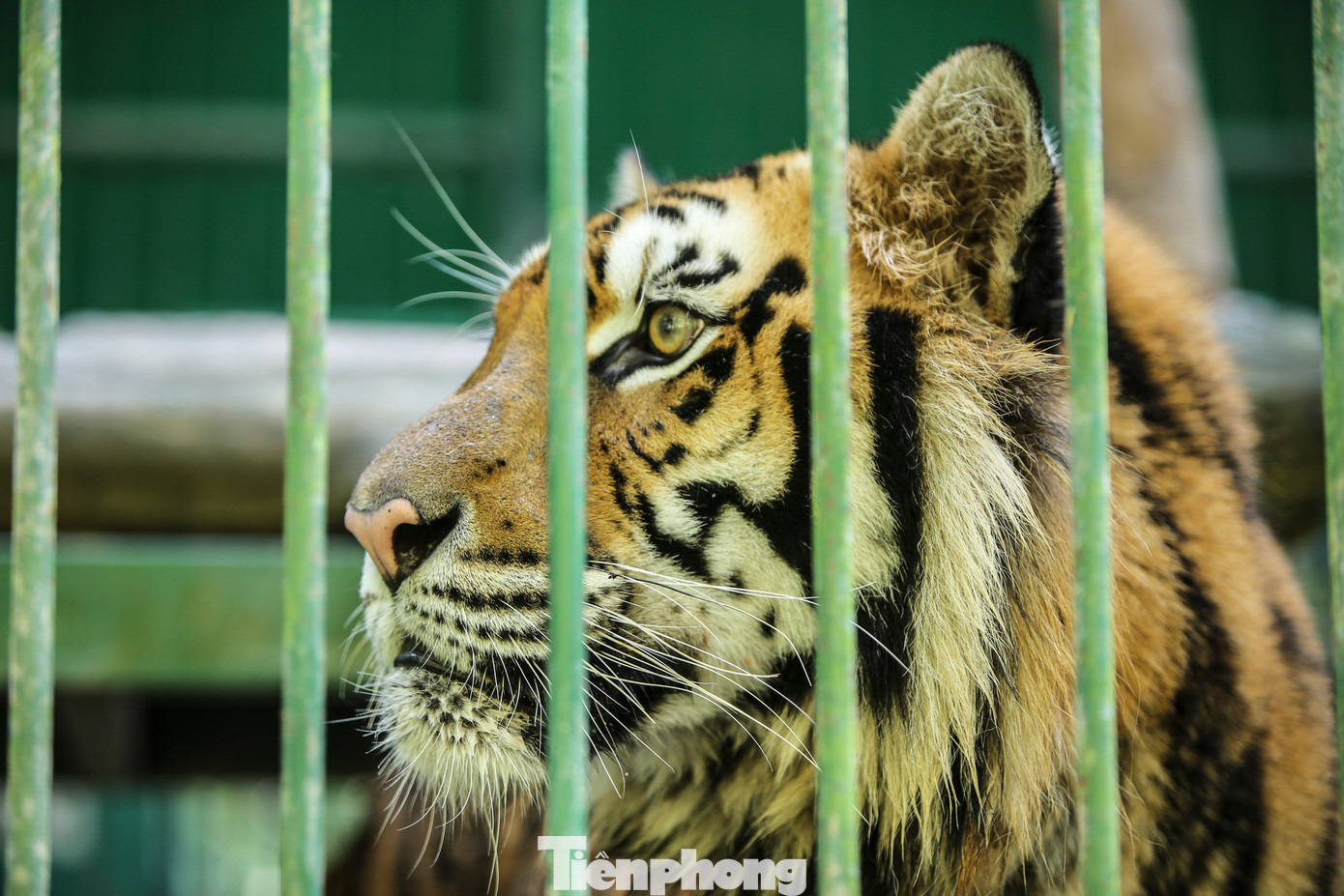 “Hổ là loài động vật lớn, hung dữ nhưng rất thông minh, nhanh nhẹn. Sau nhiều năm chăm sóc, nuôi dưỡng, giữa cán bộ nhân viên chúng tôi và loài động vật này đều thấy gần gũi, quen thuộc. Hy vọng với sự chăm sóc đặc biệt, những cá thể hổ sẽ phát triển tốt”, ông Vương bày tỏ. “Hổ là loài động vật lớn, hung dữ nhưng rất thông minh, nhanh nhẹn. Sau nhiều năm chăm sóc, nuôi dưỡng, giữa cán bộ nhân viên chúng tôi và loài động vật này đều thấy gần gũi, quen thuộc. Hy vọng với sự chăm sóc đặc biệt, những cá thể hổ sẽ phát triển tốt”, ông Vương bày tỏ.