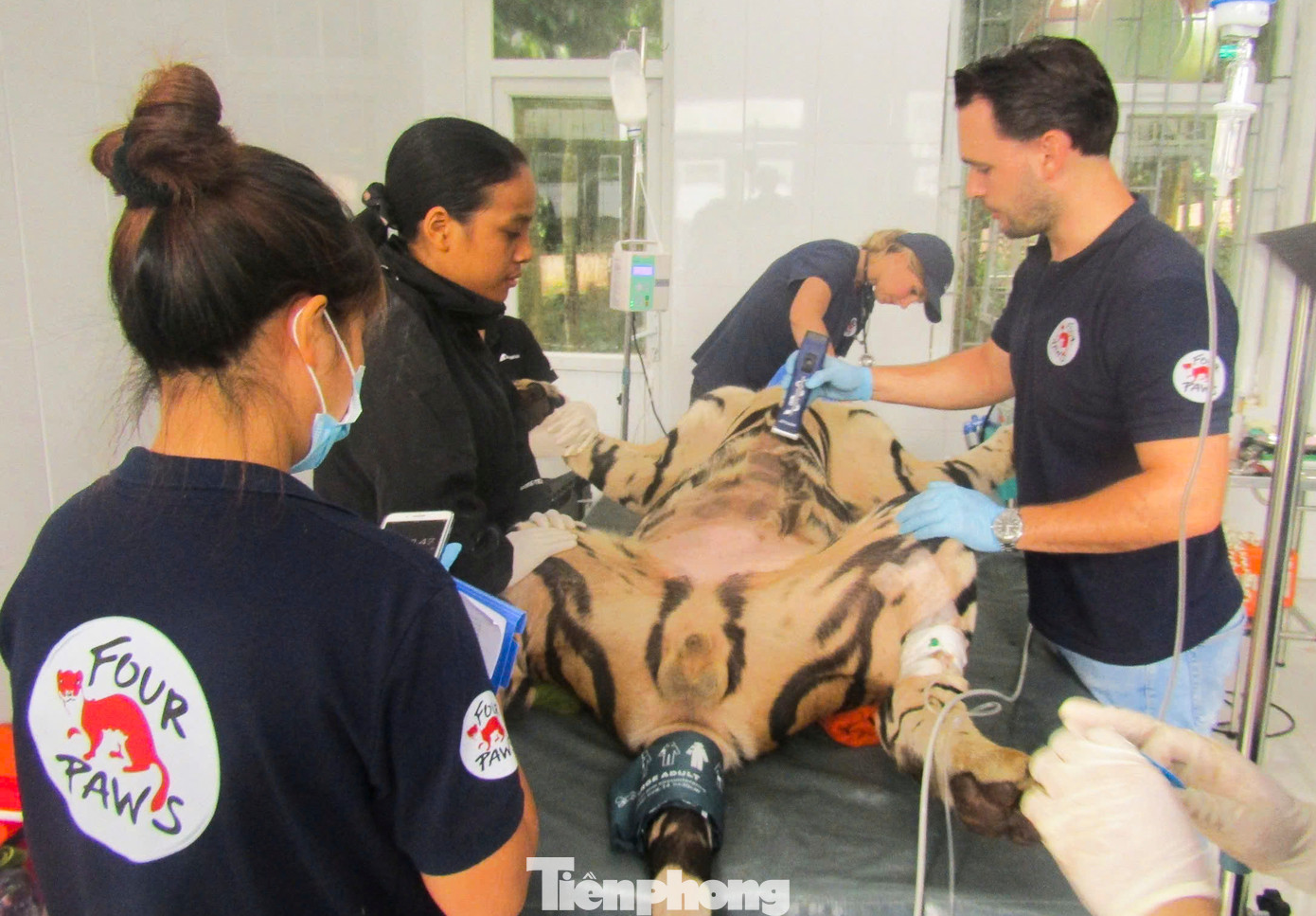 Theo ông Vương, trong 7 cá thể hổ có 2 con đực, 5 con cái. Sau thời gian nuôi dưỡng, hổ đã đến tuổi trưởng thành, nặng 120-170kg, dài hơn 1,5m. Hàng năm, đơn vị sẽ mời các chuyên gia nước ngoài về kiểm tra sức khỏe, đo cân nặng, chiều dài cho hổ. Theo ông Vương, trong 7 cá thể hổ có 2 con đực, 5 con cái. Sau thời gian nuôi dưỡng, hổ đã đến tuổi trưởng thành, nặng 120-170kg, dài hơn 1,5m. Hàng năm, đơn vị sẽ mời các chuyên gia nước ngoài về kiểm tra sức khỏe, đo cân nặng, chiều dài cho hổ.