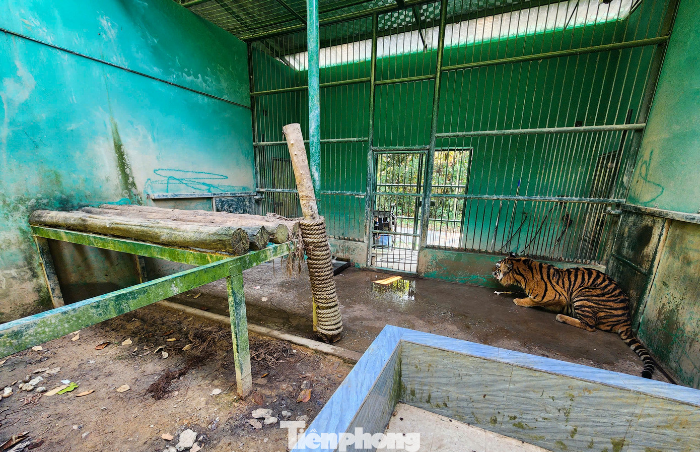 Ông Phạm Kim Vương - Phụ trách phòng Cứu hộ động vật thuộc Trung tâm Cứu hộ, bảo tồn và phát triển sinh vật cho hay, khu vực nuôi hổ rộng khoảng 5.000m2. Hổ được nuôi ở các chuồng riêng biệt rộng 26m2, xây kiên cố và có lớp tôn cách nhiệt, nền đất tự nhiên và bê tông kết hợp, cùng bể nước tắm và kệ nhằm đảm bảo môi trường sống phù hợp cho động vật hoang dã. Ông Phạm Kim Vương - Phụ trách phòng Cứu hộ động vật thuộc Trung tâm Cứu hộ, bảo tồn và phát triển sinh vật cho hay, khu vực nuôi hổ rộng khoảng 5.000m2. Hổ được nuôi ở các chuồng riêng biệt rộng 26m2, xây kiên cố và có lớp tôn cách nhiệt, nền đất tự nhiên và bê tông kết hợp, cùng bể nước tắm và kệ nhằm đảm bảo môi trường sống phù hợp cho động vật hoang dã.