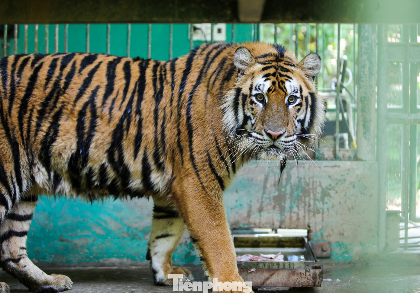 “Hổ là loài động vật lớn, hung dữ nhưng rất thông minh, nhanh nhẹn. Sau nhiều năm chăm sóc, nuôi dưỡng, giữa cán bộ nhân viên chúng tôi và loài động vật này đều thấy gần gũi, quen thuộc. Hy vọng với sự chăm sóc đặc biệt, những cá thể hổ sẽ phát triển tốt”, ông Vương bày tỏ. “Hổ là loài động vật lớn, hung dữ nhưng rất thông minh, nhanh nhẹn. Sau nhiều năm chăm sóc, nuôi dưỡng, giữa cán bộ nhân viên chúng tôi và loài động vật này đều thấy gần gũi, quen thuộc. Hy vọng với sự chăm sóc đặc biệt, những cá thể hổ sẽ phát triển tốt”, ông Vương bày tỏ.