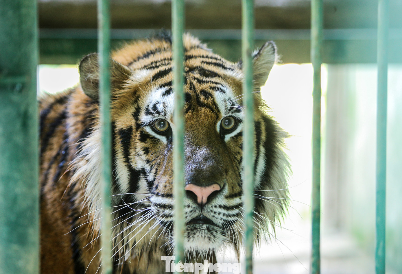 “Hổ là loài động vật lớn, hung dữ nhưng rất thông minh, nhanh nhẹn. Sau nhiều năm chăm sóc, nuôi dưỡng, giữa cán bộ nhân viên chúng tôi và loài động vật này đều thấy gần gũi, quen thuộc. Hy vọng với sự chăm sóc đặc biệt, những cá thể hổ sẽ phát triển tốt”, ông Vương bày tỏ. “Hổ là loài động vật lớn, hung dữ nhưng rất thông minh, nhanh nhẹn. Sau nhiều năm chăm sóc, nuôi dưỡng, giữa cán bộ nhân viên chúng tôi và loài động vật này đều thấy gần gũi, quen thuộc. Hy vọng với sự chăm sóc đặc biệt, những cá thể hổ sẽ phát triển tốt”, ông Vương bày tỏ.