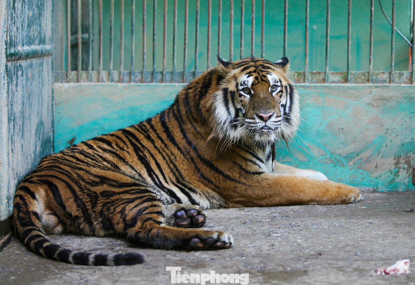 Theo Ban Quản lý VQG Phong Nha - Kẻ Bàng, hiện kinh phí để nuôi dưỡng, chăm sóc đàn hổ được trích từ ngân sách tỉnh Quảng Bình, nguồn thu dịch vụ môi trường rừng và xã hội hóa. Thời gian tới rào chắn khu vực bên ngoài để có thể cho hổ ra môi trường bán hoang dã, đảm bảo phát triển. Những cá thể Hổ Đông Dương này được xếp vào sách đỏ Việt Nam và thế giới, hạng mục có nguy cơ tuyệt chủng cao. Loài này được xếp vào Nghị định 32 về quản lý thực vật rừng, động vật rừng nguy cấp, quý, hiếm, ngăn cấm mọi hành vi săn bắt, buôn bán. Theo Ban Quản lý VQG Phong Nha - Kẻ Bàng, hiện kinh phí để nuôi dưỡng, chăm sóc đàn hổ được trích từ ngân sách tỉnh Quảng Bình, nguồn thu dịch vụ môi trường rừng và xã hội hóa. Thời gian tới rào chắn khu vực bên ngoài để có thể cho hổ ra môi trường bán hoang dã, đảm bảo phát triển. Những cá thể Hổ Đông Dương này được xếp vào sách đỏ Việt Nam và thế giới, hạng mục có nguy cơ tuyệt chủng cao. Loài này được xếp vào Nghị định 32 về quản lý thực vật rừng, động vật rừng nguy cấp, quý, hiếm, ngăn cấm mọi hành vi săn bắt, buôn bán.