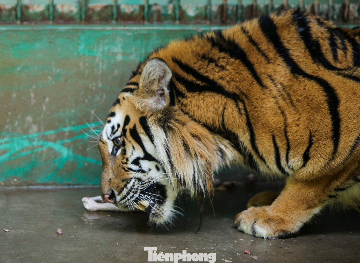 Mỗi ngày, các con hổ được cho ăn hai bữa sáng và chiều với khẩu phần gồm: thịt bò, lợn, gà hoặc thỏ, được tính toán phù hợp với từng cá thể. Ngoài ra, đơn vị nuôi còn bổ sung thêm vitamin, khoáng chất cho sự phát triển của loài động vật này. Mỗi ngày, các con hổ được cho ăn hai bữa sáng và chiều với khẩu phần gồm: thịt bò, lợn, gà hoặc thỏ, được tính toán phù hợp với từng cá thể. Ngoài ra, đơn vị nuôi còn bổ sung thêm vitamin, khoáng chất cho sự phát triển của loài động vật này.