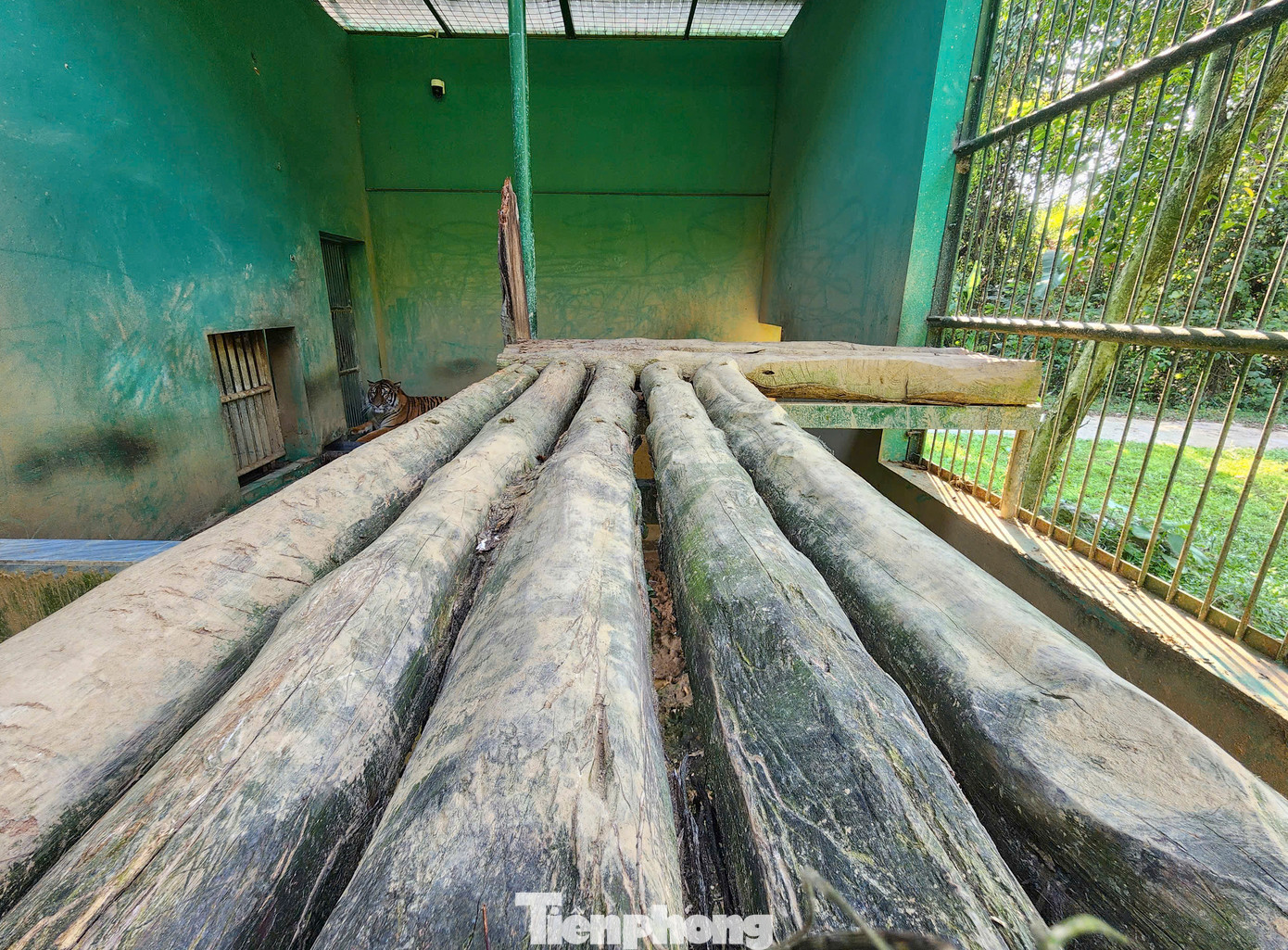 Ông Phạm Kim Vương - Phụ trách phòng Cứu hộ động vật thuộc Trung tâm Cứu hộ, bảo tồn và phát triển sinh vật cho hay, khu vực nuôi hổ rộng khoảng 5.000m2. Hổ được nuôi ở các chuồng riêng biệt rộng 26m2, xây kiên cố và có lớp tôn cách nhiệt, nền đất tự nhiên và bê tông kết hợp, cùng bể nước tắm và kệ nhằm đảm bảo môi trường sống phù hợp cho động vật hoang dã. Ông Phạm Kim Vương - Phụ trách phòng Cứu hộ động vật thuộc Trung tâm Cứu hộ, bảo tồn và phát triển sinh vật cho hay, khu vực nuôi hổ rộng khoảng 5.000m2. Hổ được nuôi ở các chuồng riêng biệt rộng 26m2, xây kiên cố và có lớp tôn cách nhiệt, nền đất tự nhiên và bê tông kết hợp, cùng bể nước tắm và kệ nhằm đảm bảo môi trường sống phù hợp cho động vật hoang dã.